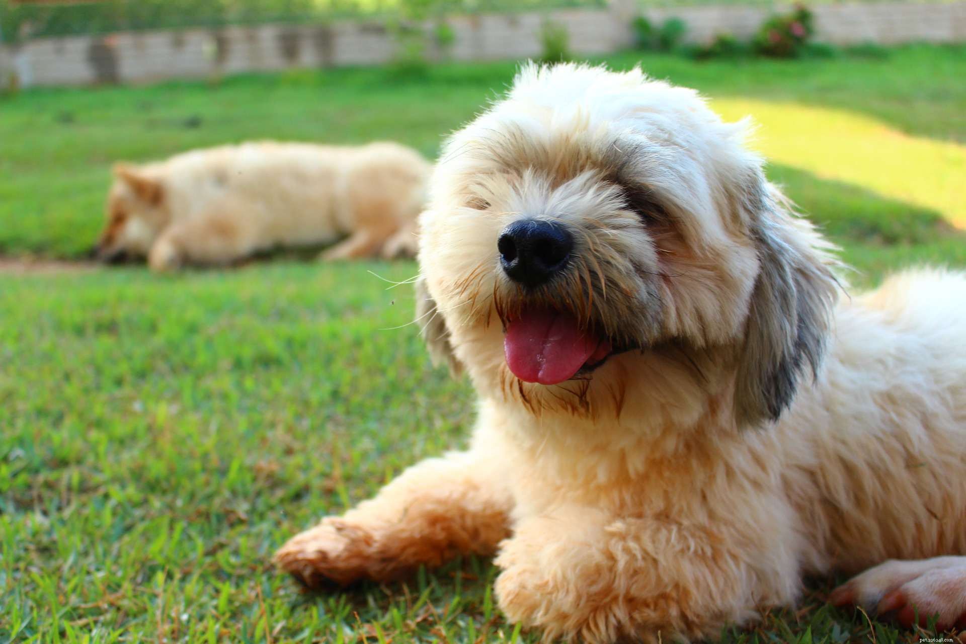 6 Charming Bearded Dogs & Their Grooming Needs