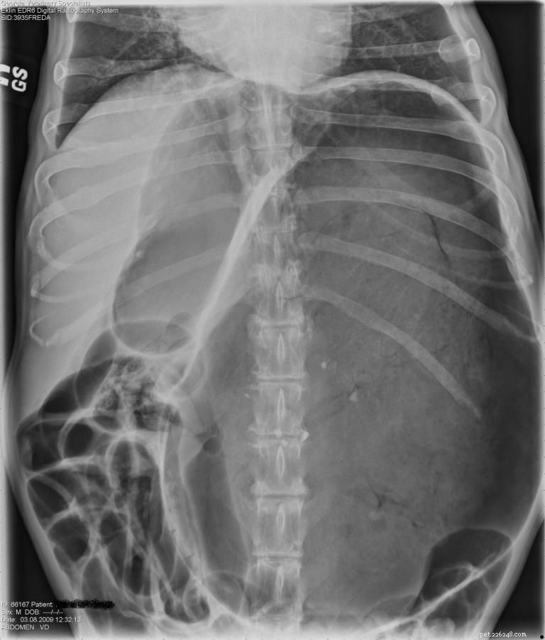 Gastric Dilatation‑Volvulus (GDV) in Dogs: Causes, Symptoms, and Urgent Treatment