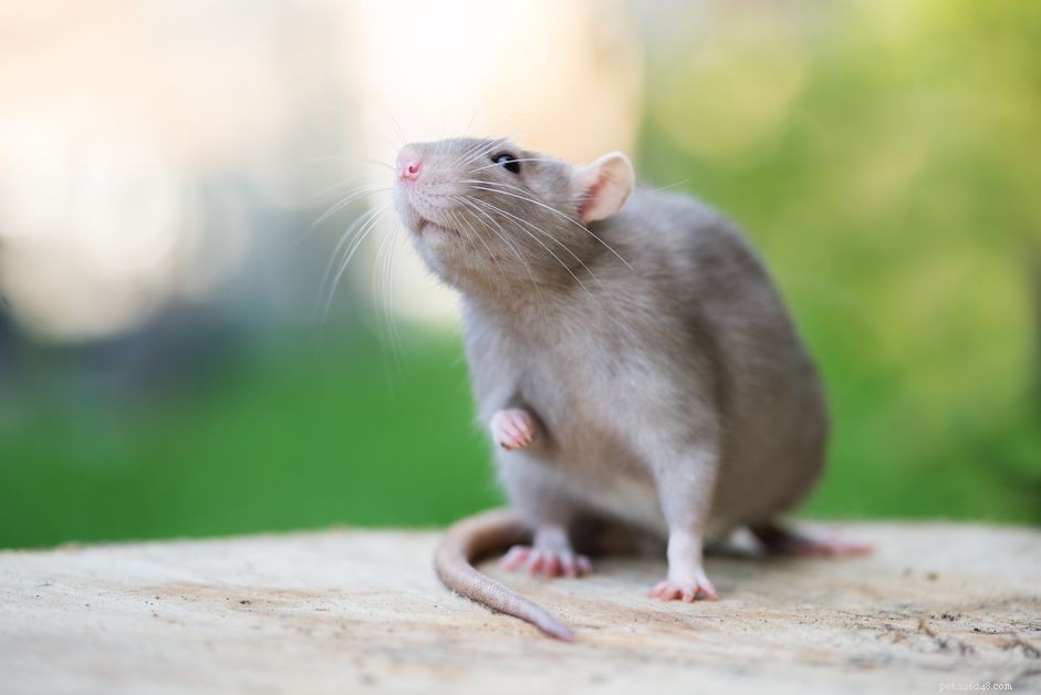 10 Unusual Pets That Can Be Both Fascinating and Fear‑Inducing