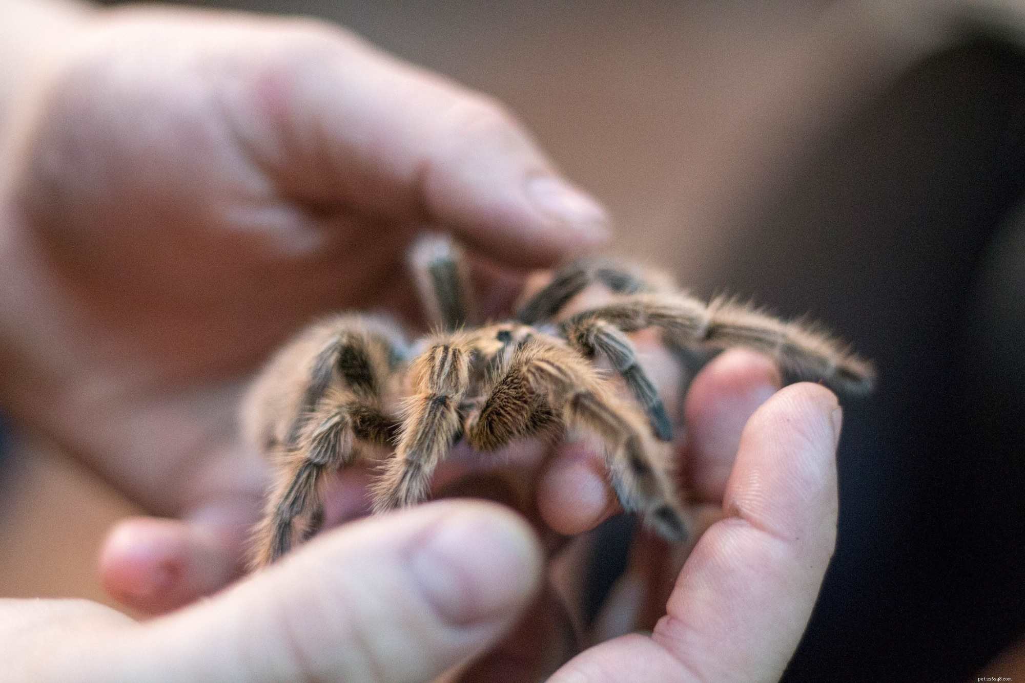 10 Unusual Pets That Can Be Both Fascinating and Fear‑Inducing