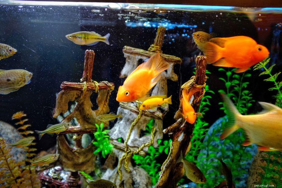 Mastering Nitrate Control in Your Freshwater Aquarium