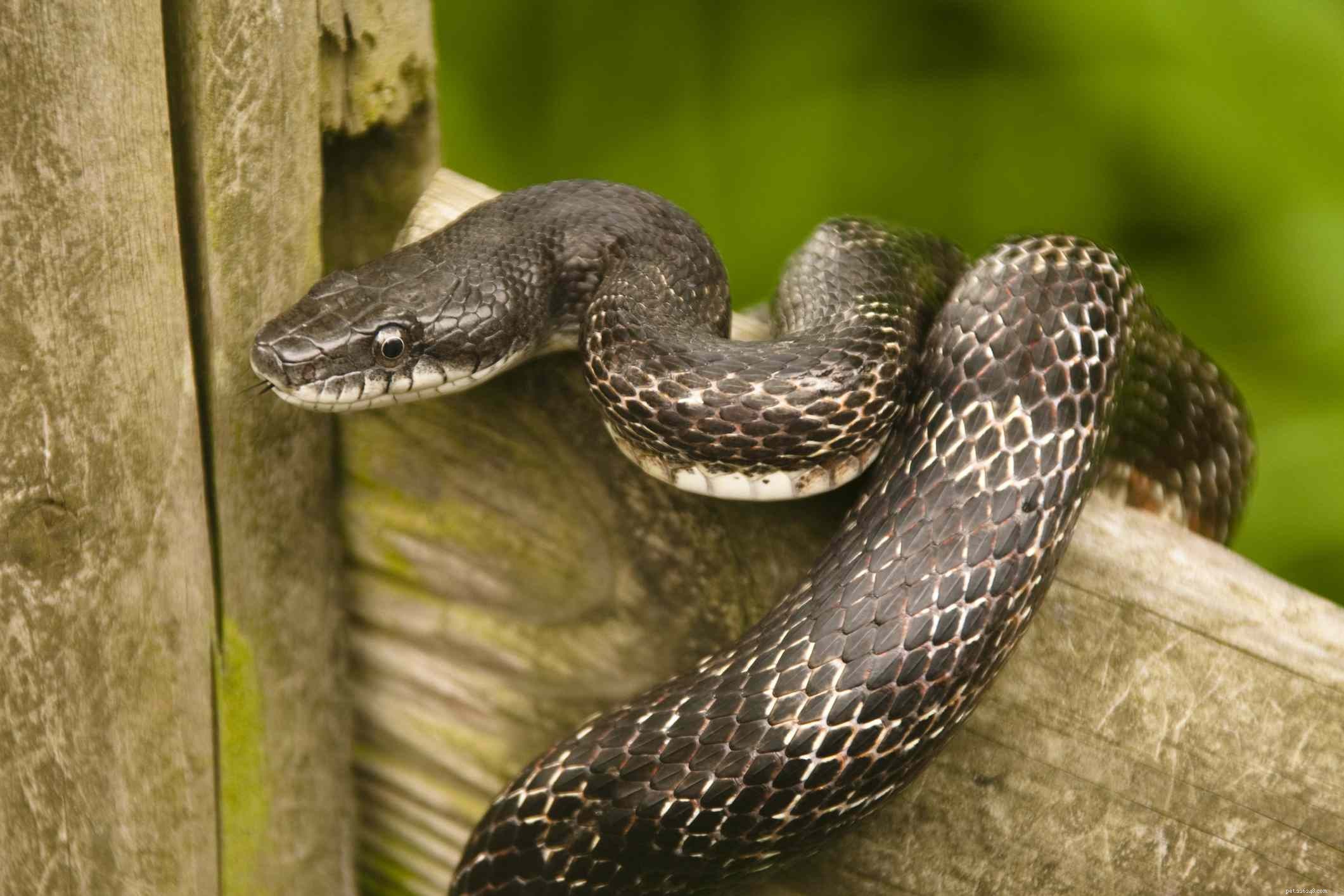 10 Unusual Pets That Can Be Both Fascinating and Fear‑Inducing
