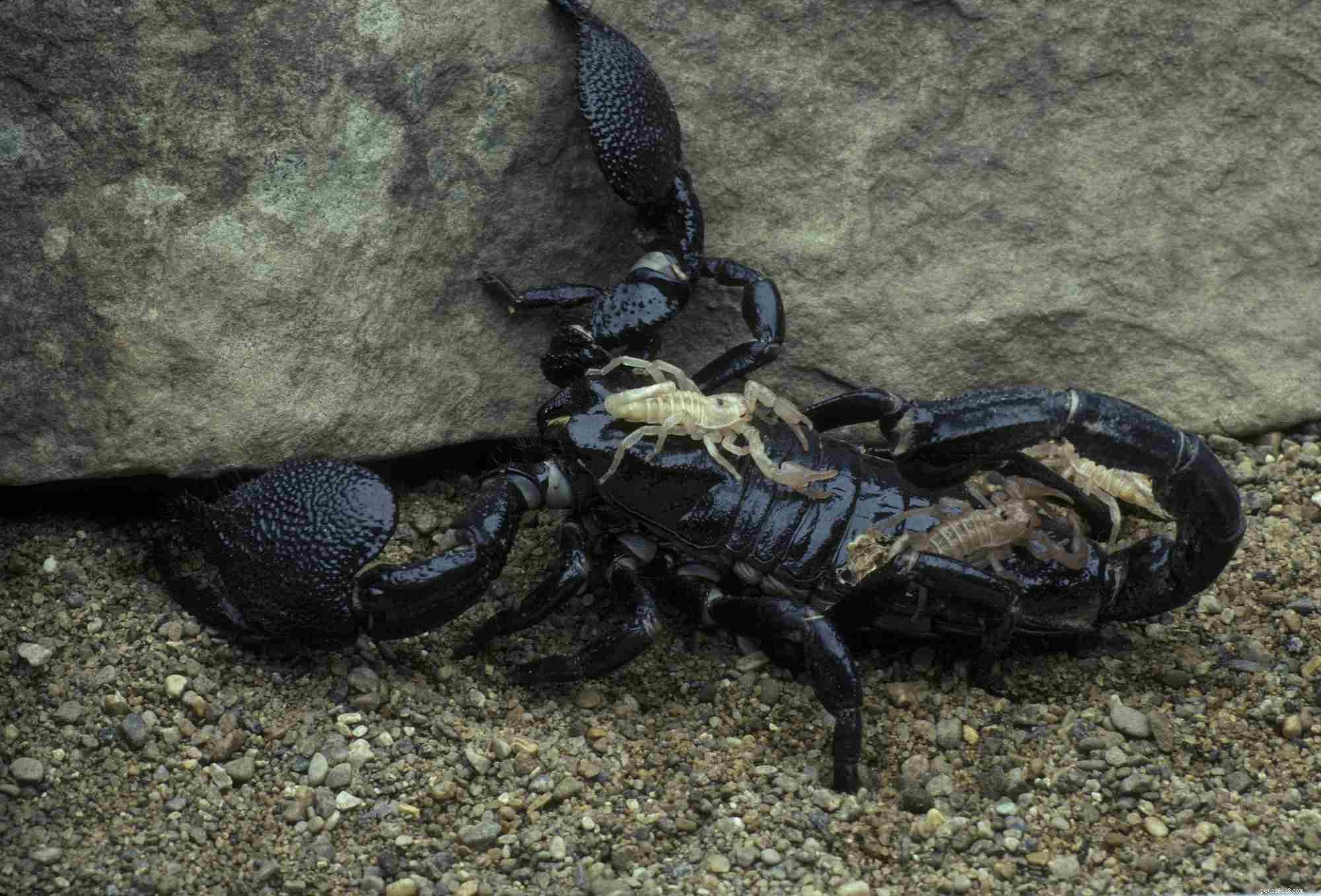 10 Unusual Pets That Can Be Both Fascinating and Fear‑Inducing