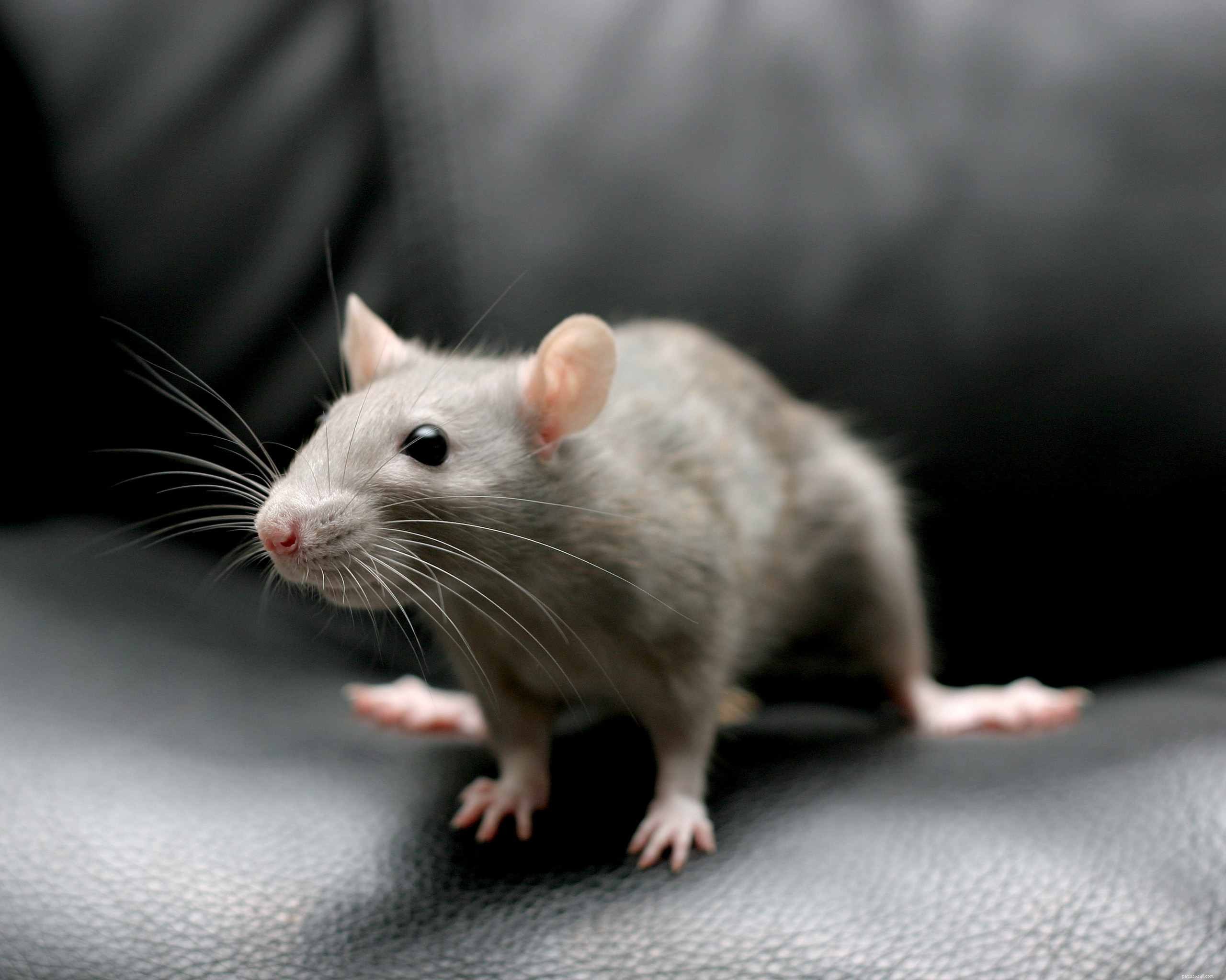 10 Unusual Pets That Can Be Both Fascinating and Fear‑Inducing