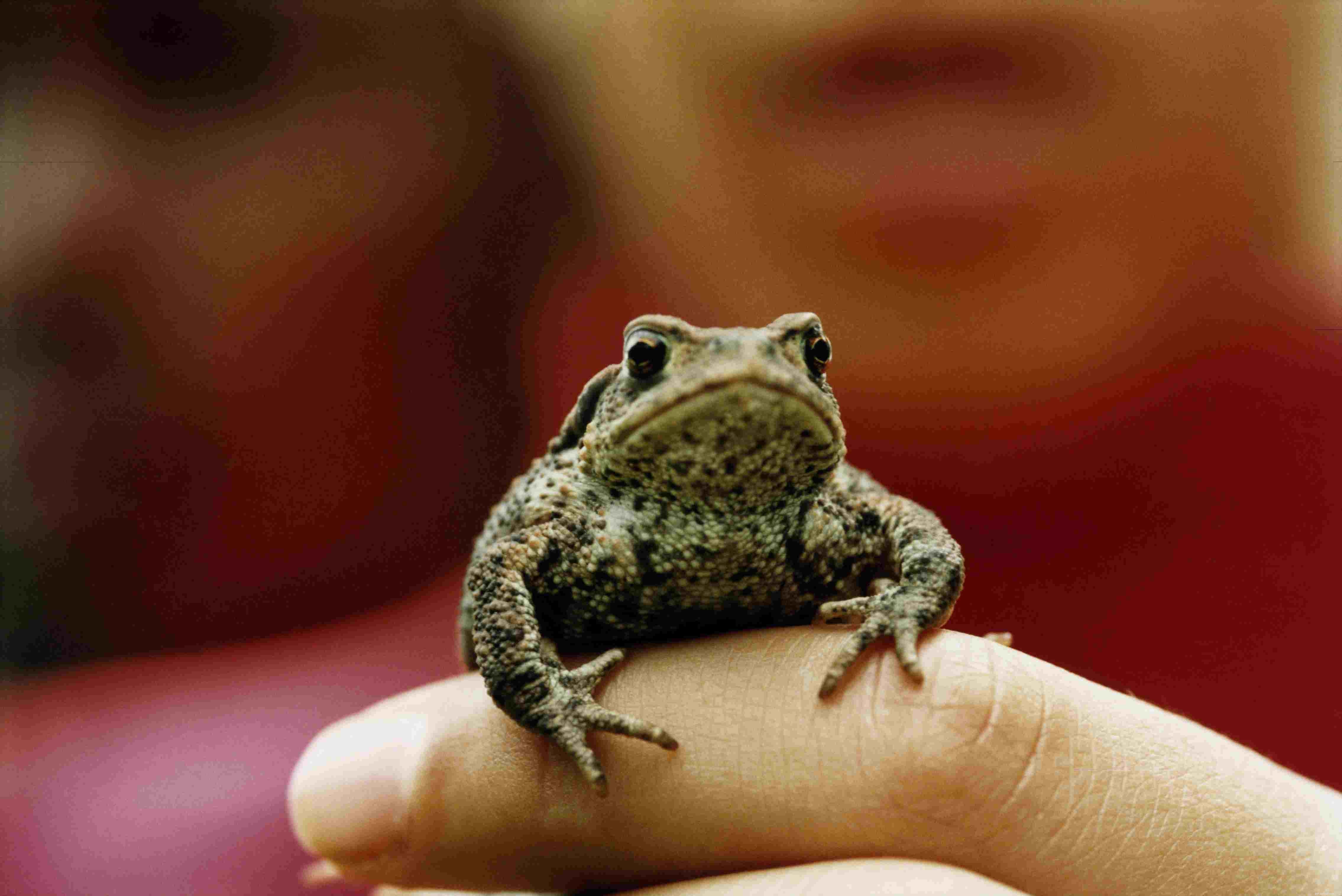 10 Unusual Pets That Can Be Both Fascinating and Fear‑Inducing