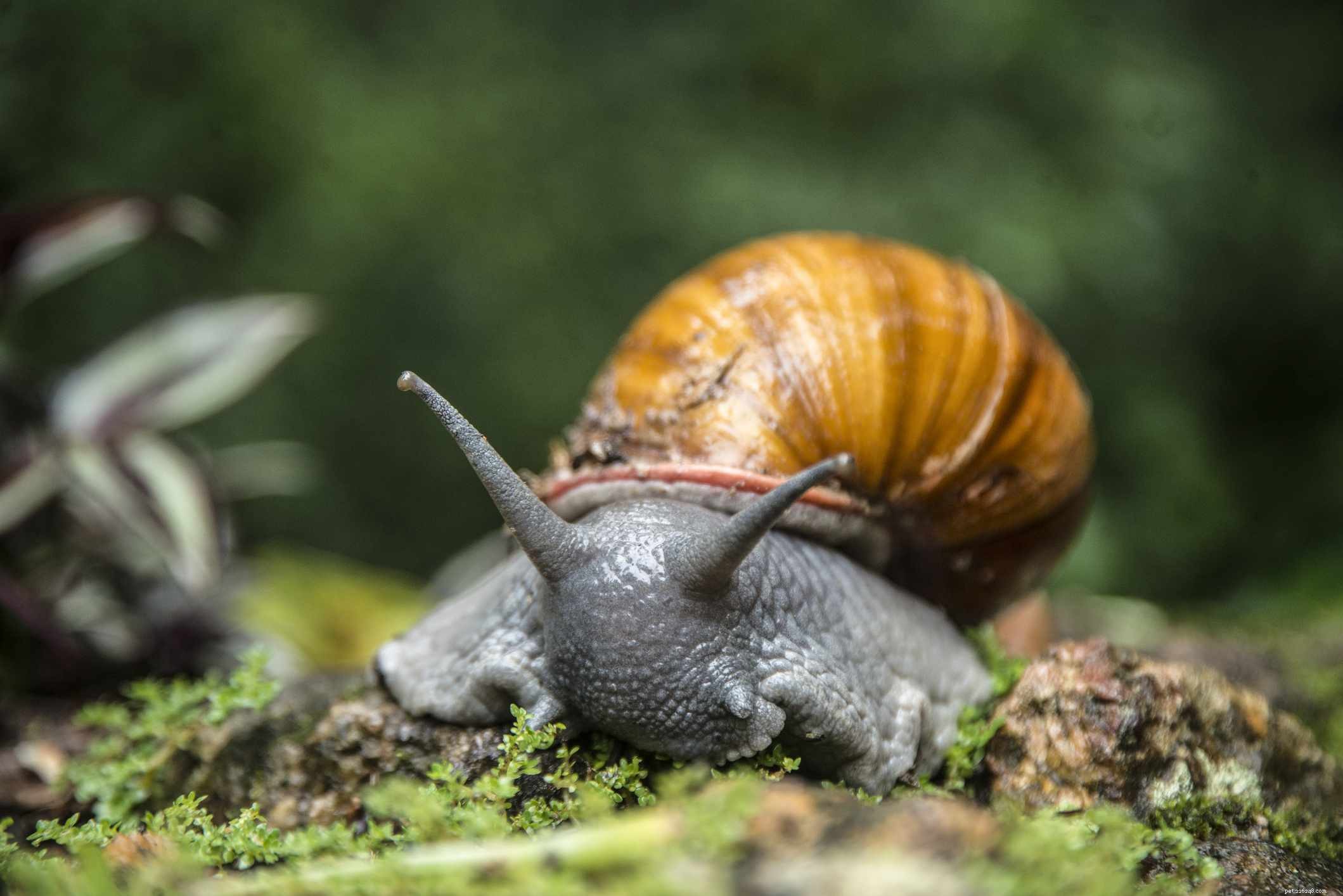 10 Unusual Pets That Can Be Both Fascinating and Fear‑Inducing