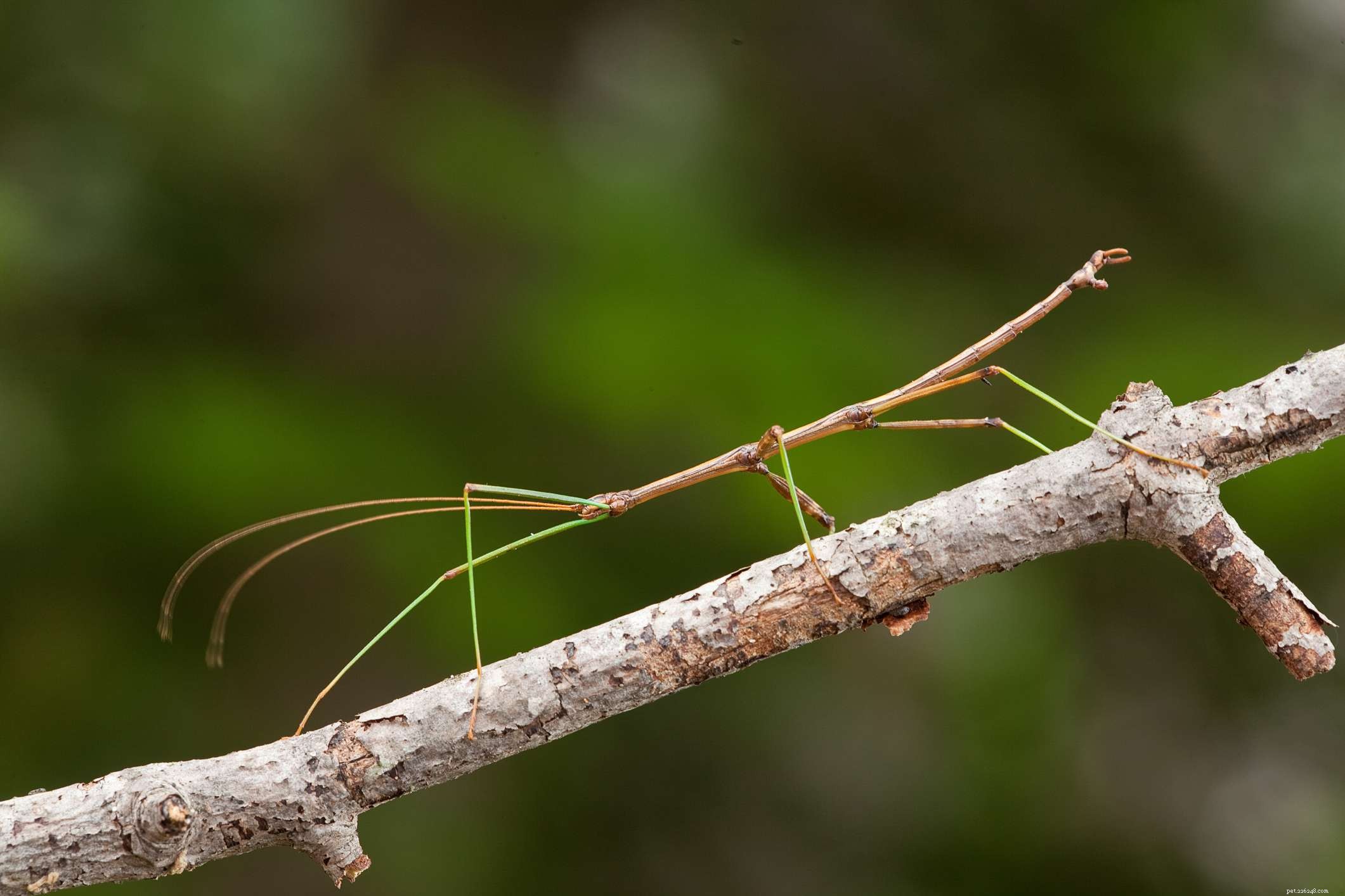 10 Unusual Pets That Can Be Both Fascinating and Fear‑Inducing