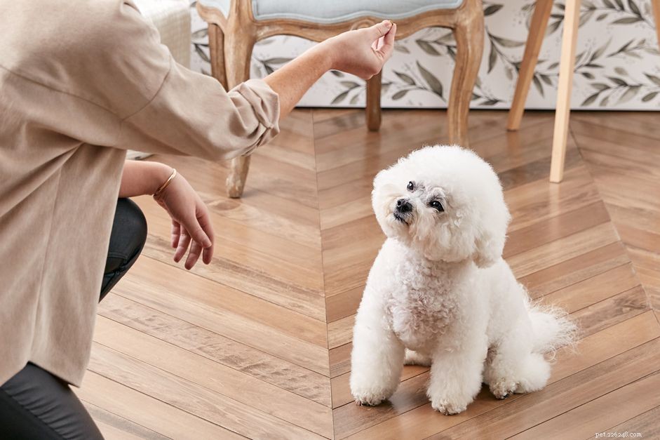 Master the Sit Command: Simple, Step-by-Step Training for Your Dog