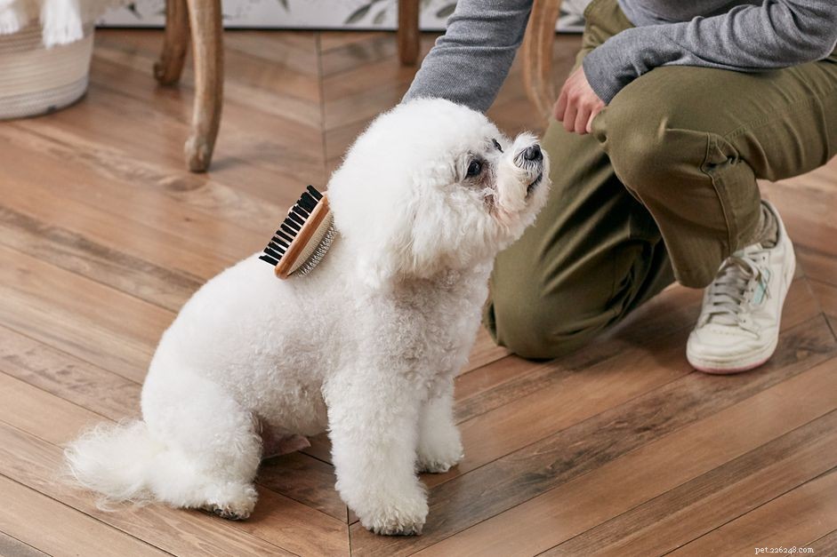 Dog Grooming Essentials: Identifying and Caring for Every Fur Coat Type