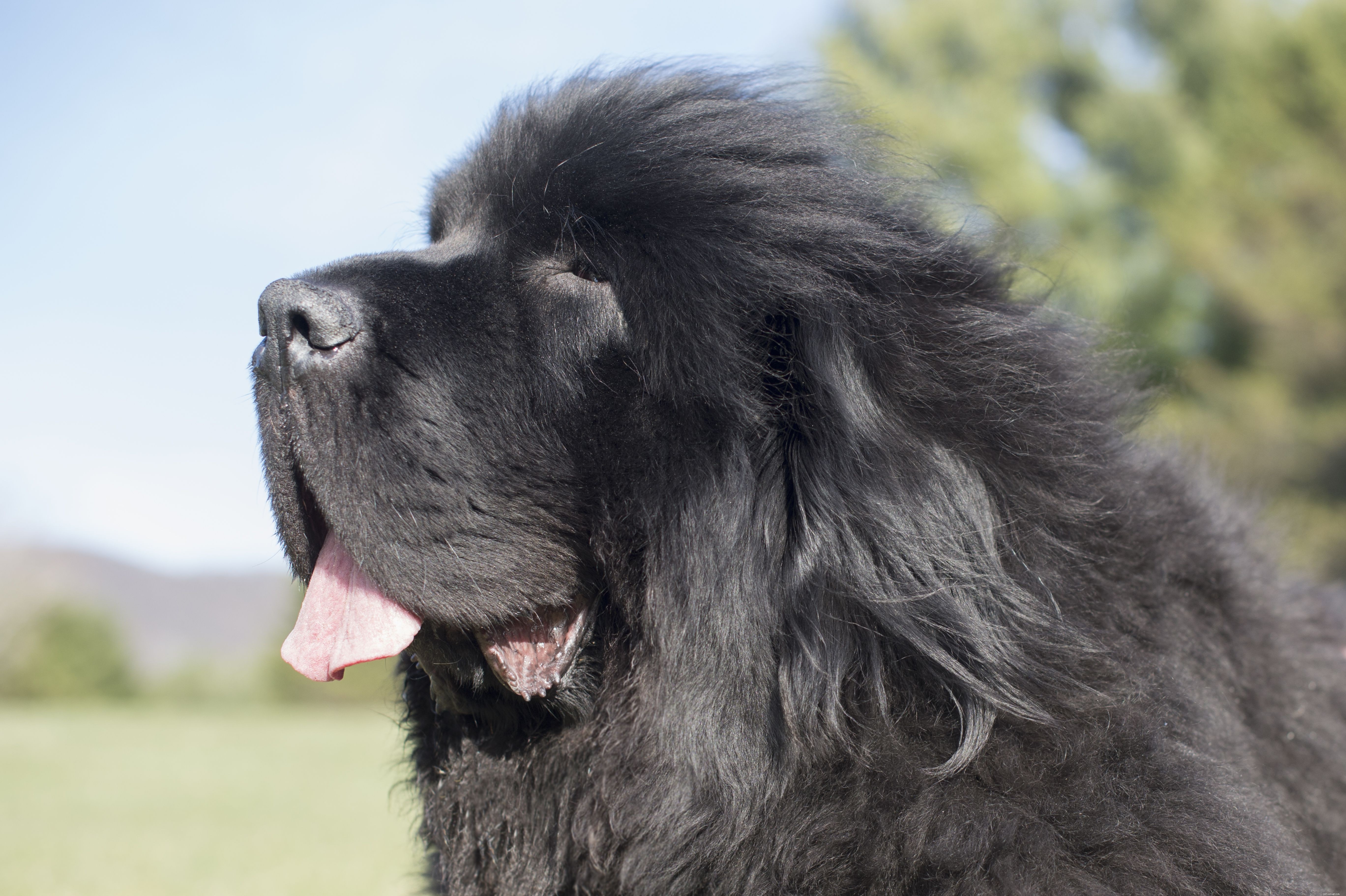 Dog Grooming Essentials: Identifying and Caring for Every Fur Coat Type