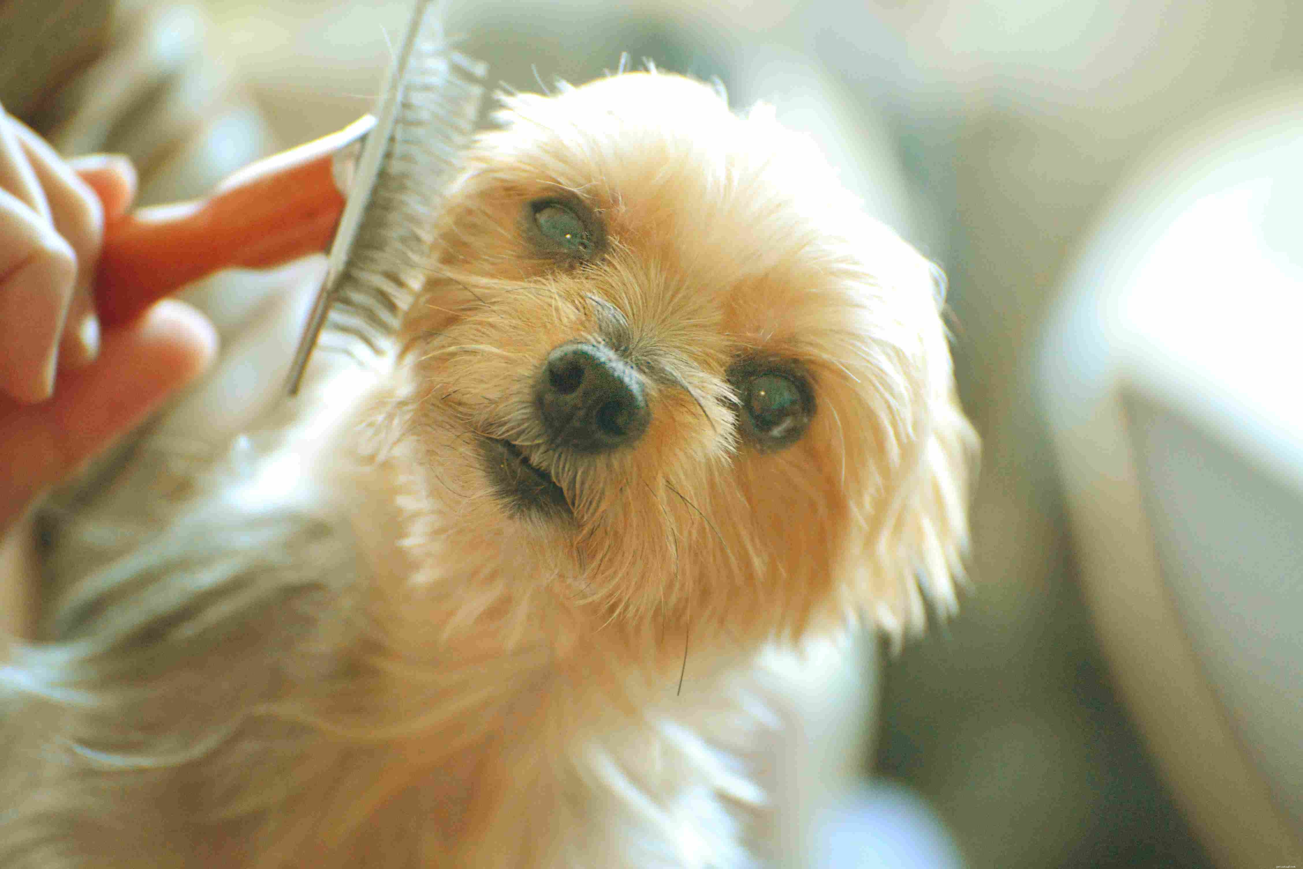Dog Grooming Essentials: Identifying and Caring for Every Fur Coat Type