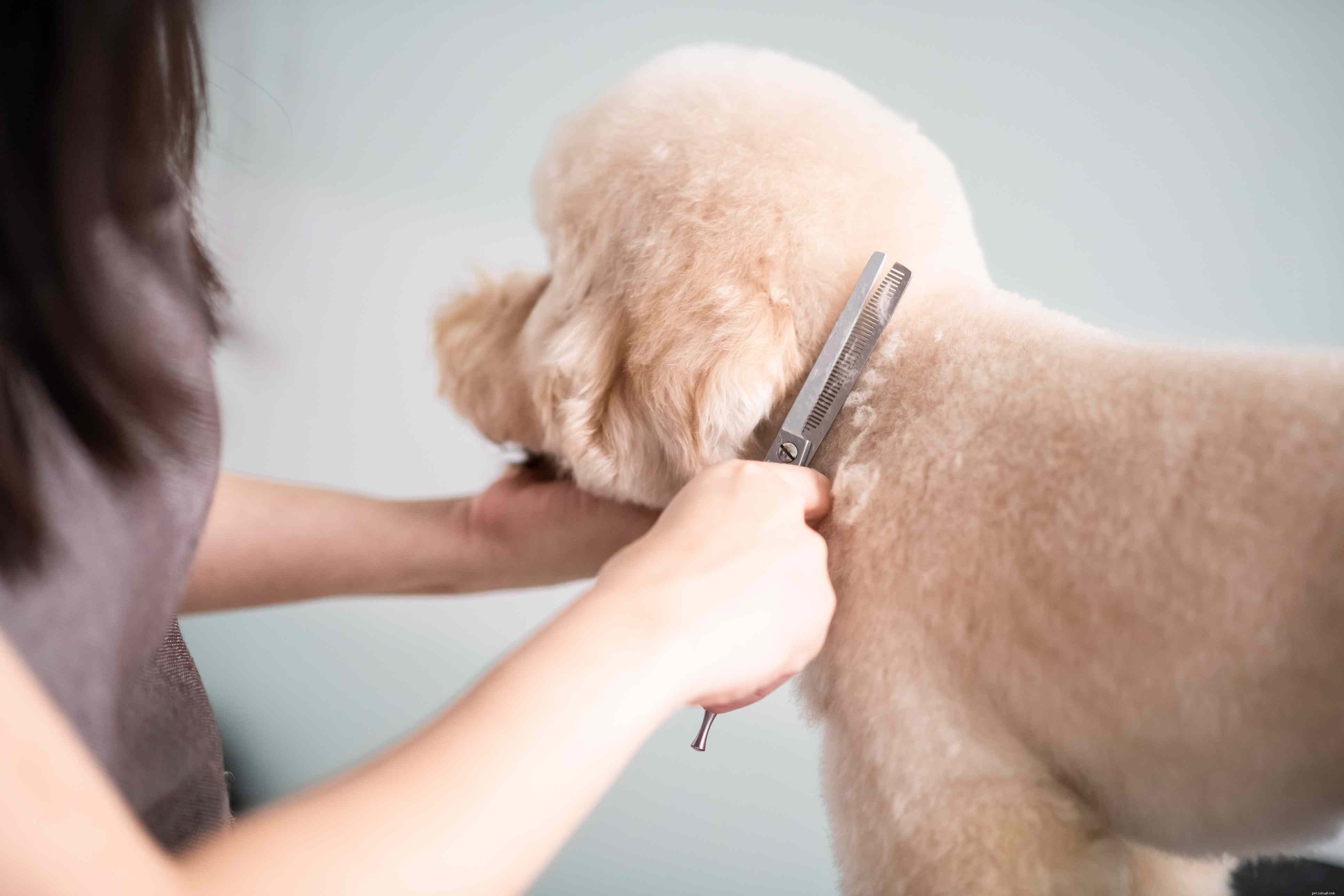 Dog Grooming Essentials: Identifying and Caring for Every Fur Coat Type