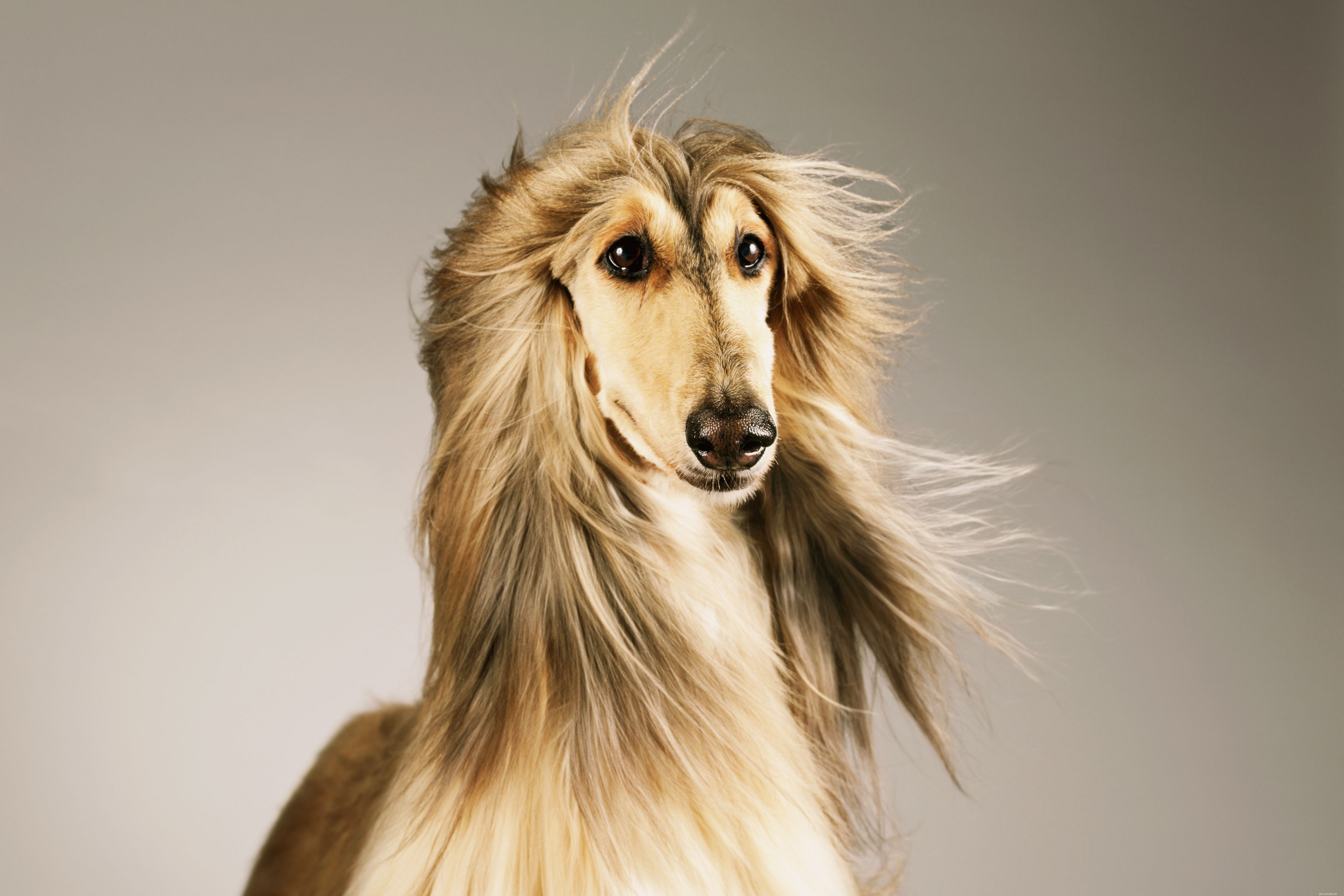 15 Quiet Dog Breeds That Bark Least – Find the Perfect Silent Companion