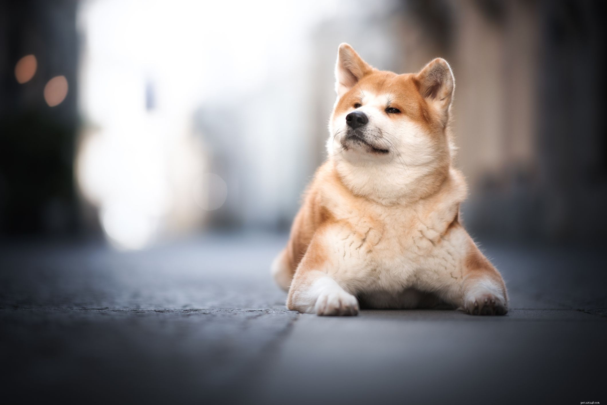 15 Quiet Dog Breeds That Bark Least – Find the Perfect Silent Companion
