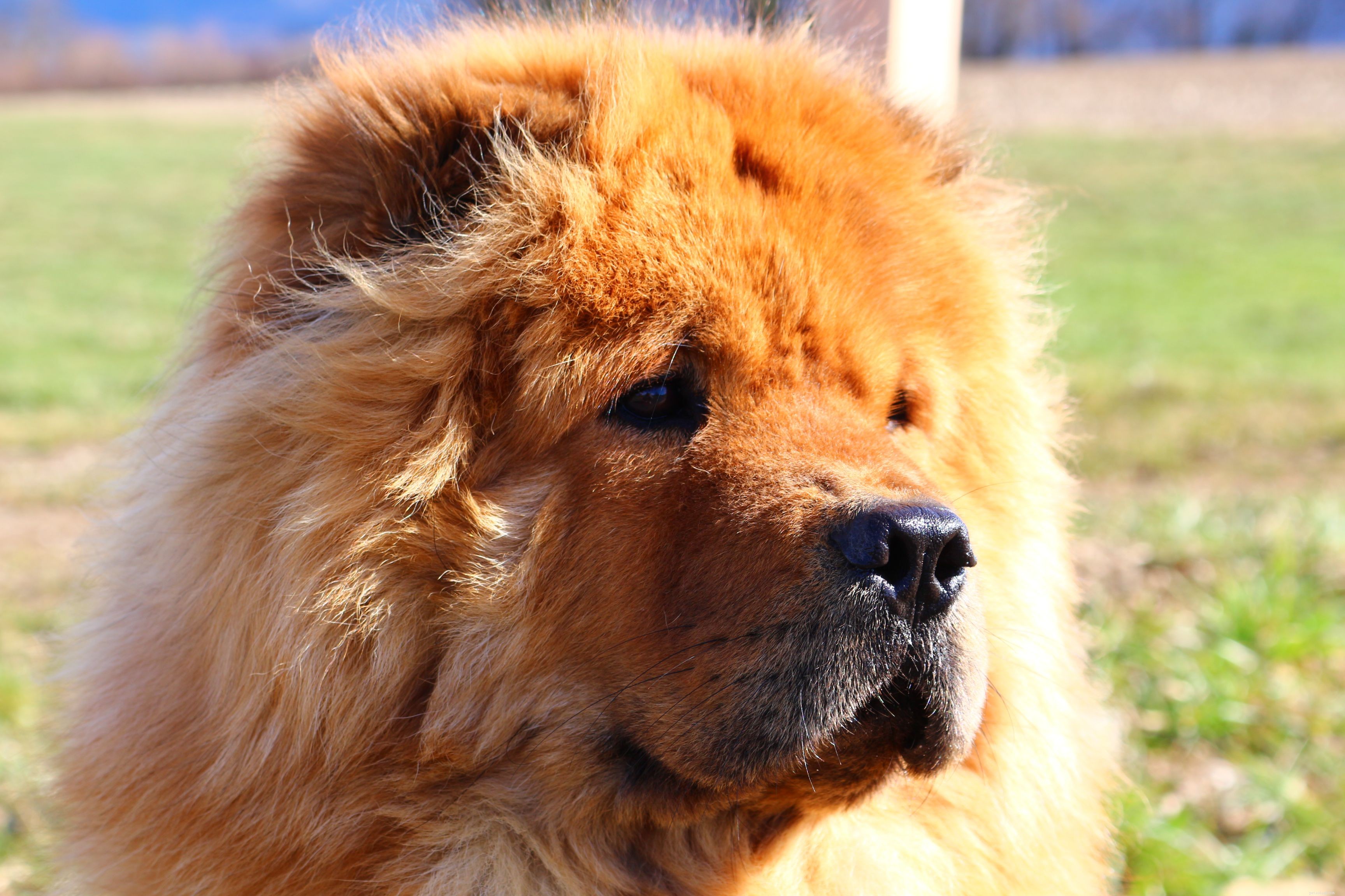 15 Quiet Dog Breeds That Bark Least – Find the Perfect Silent Companion