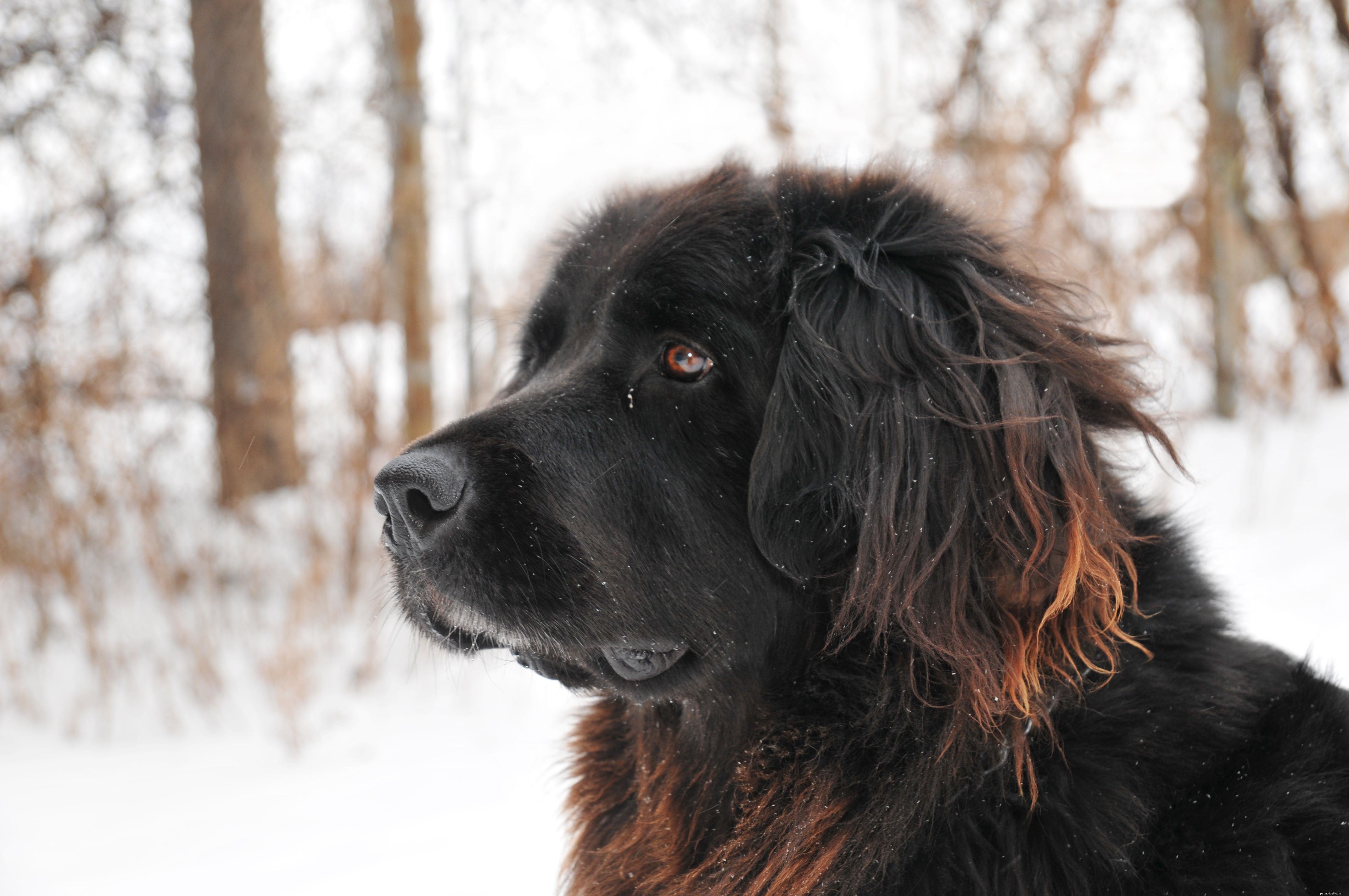 15 Quiet Dog Breeds That Bark Least – Find the Perfect Silent Companion