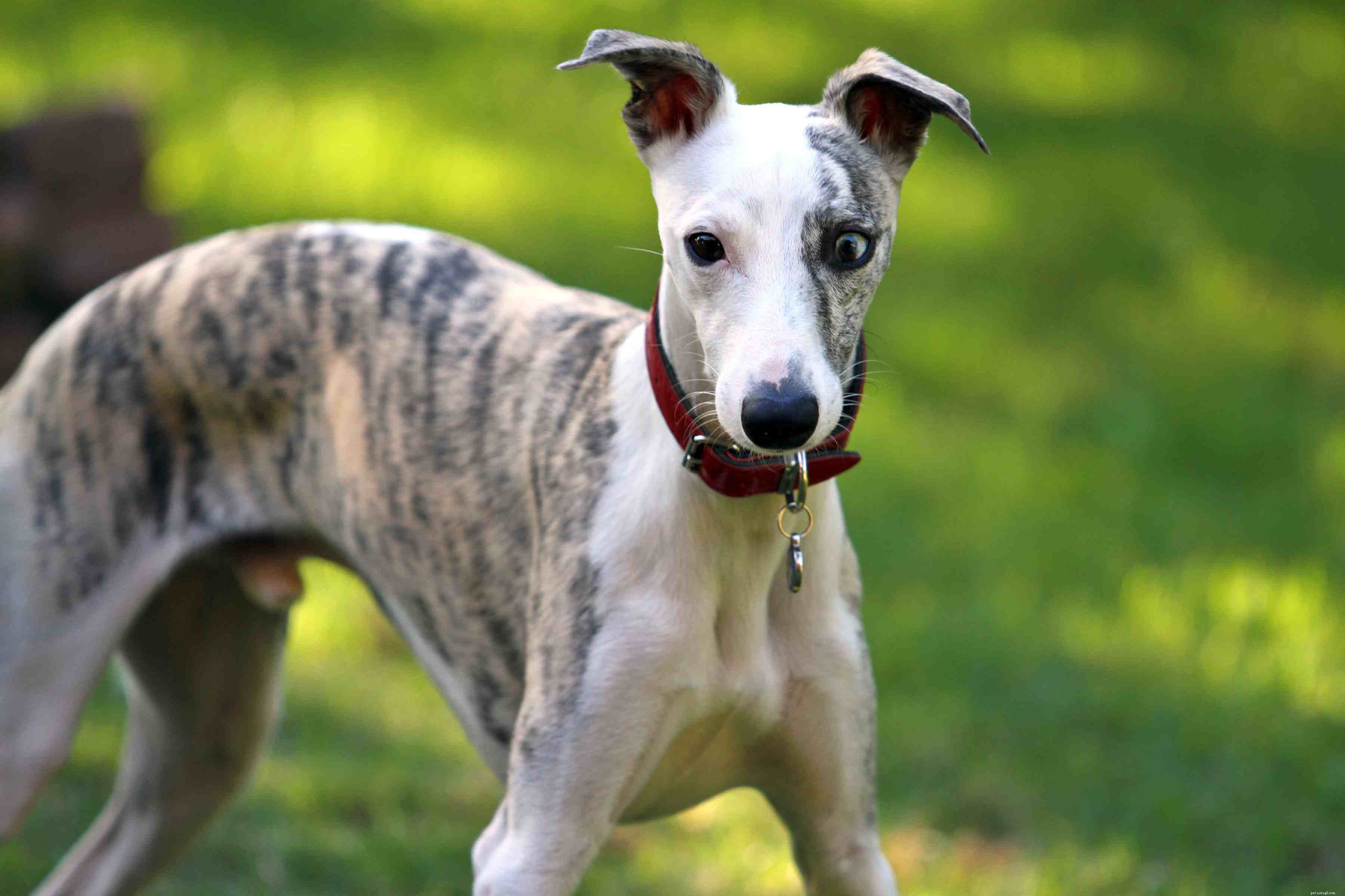 15 Quiet Dog Breeds That Bark Least – Find the Perfect Silent Companion