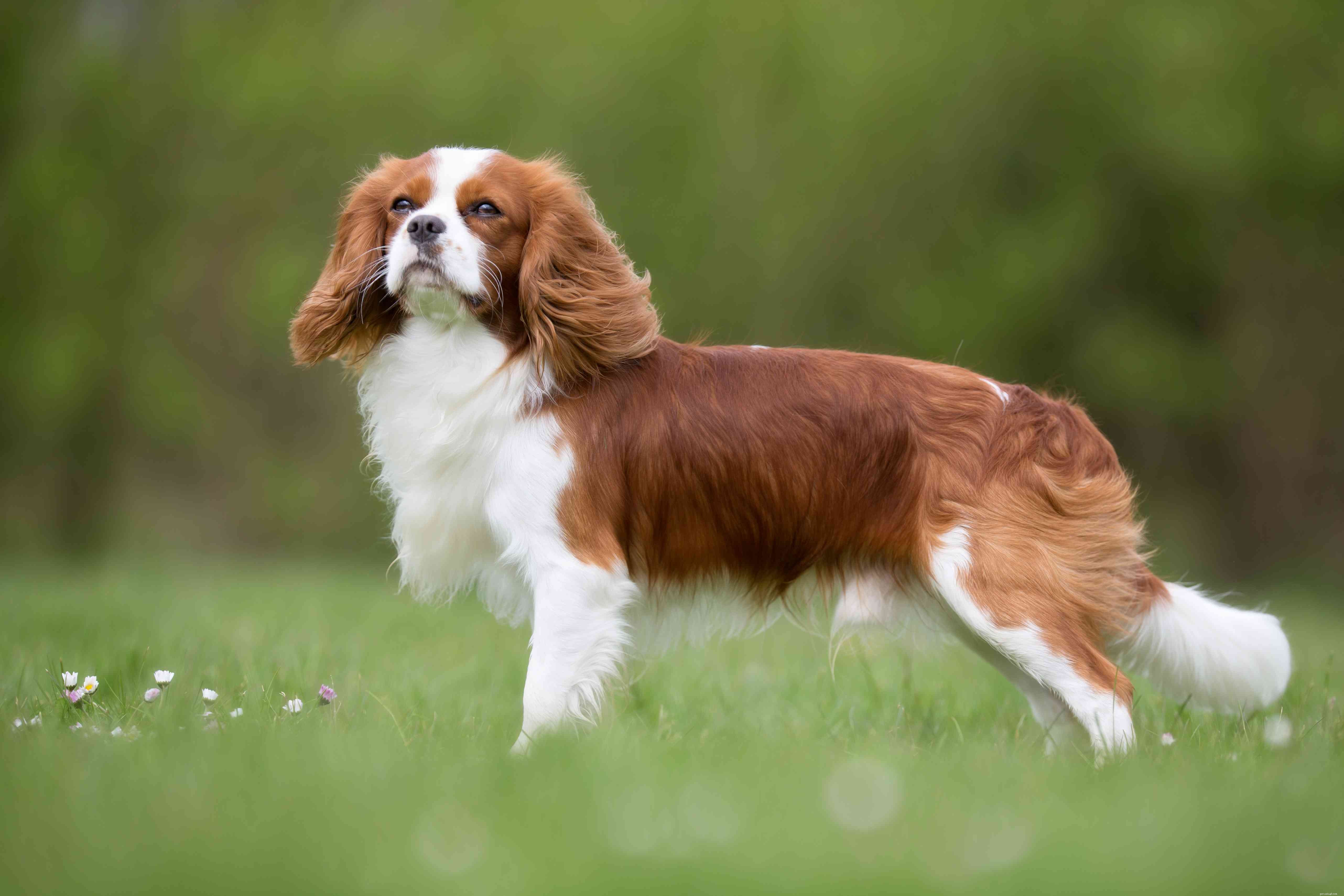 15 Quiet Dog Breeds That Bark Least – Find the Perfect Silent Companion