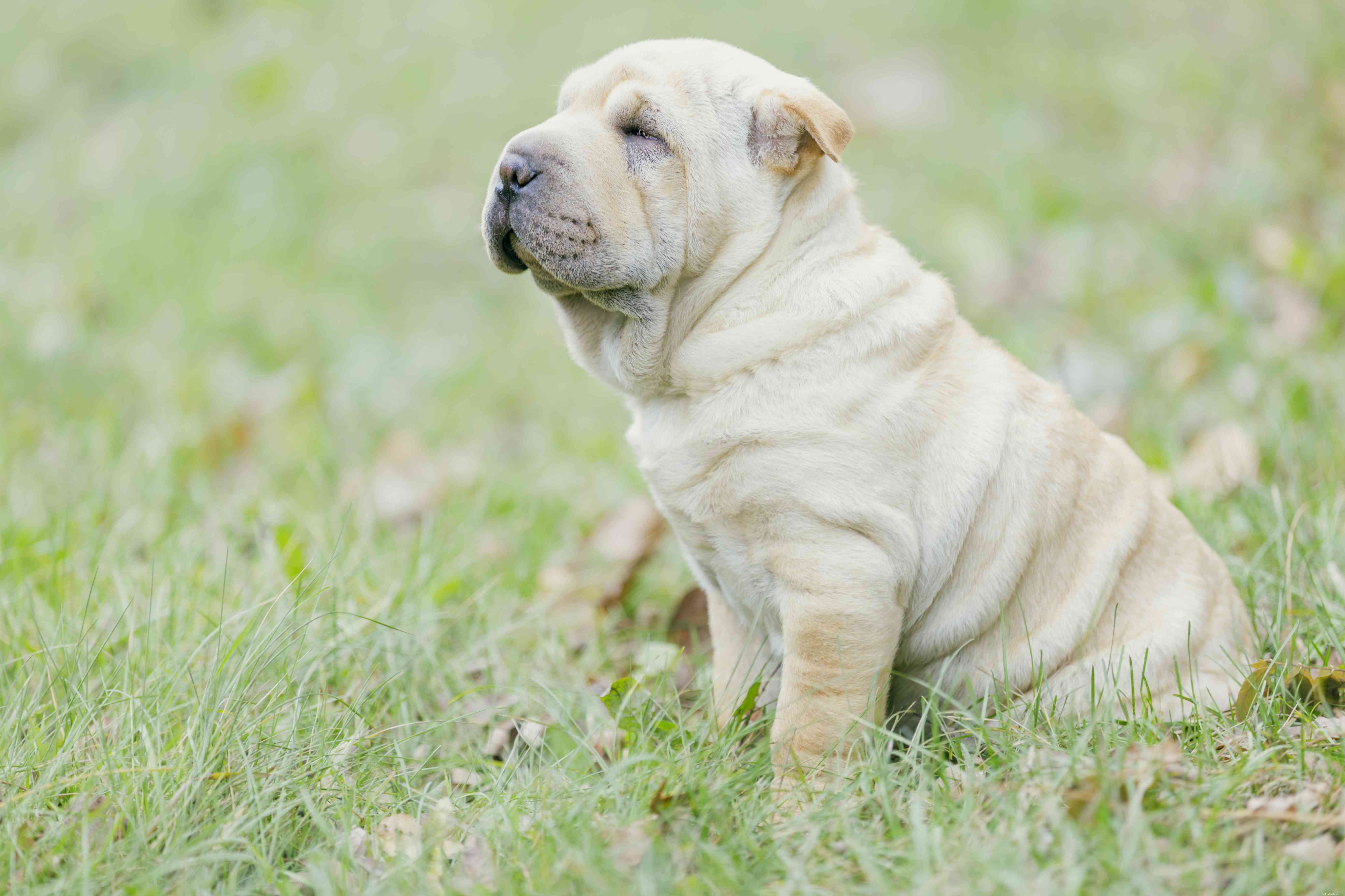 15 Quiet Dog Breeds That Bark Least – Find the Perfect Silent Companion