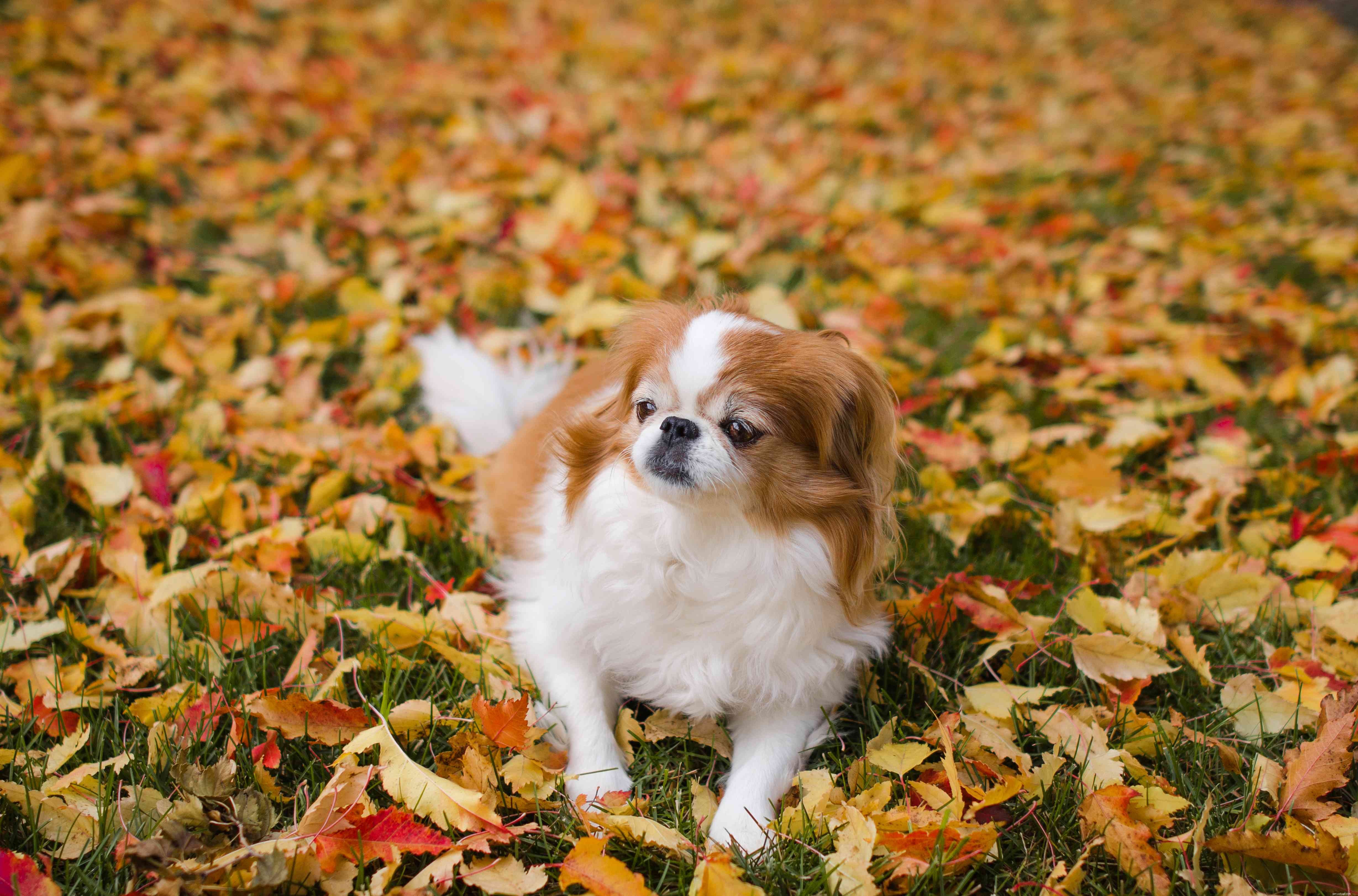 15 Quiet Dog Breeds That Bark Least – Find the Perfect Silent Companion