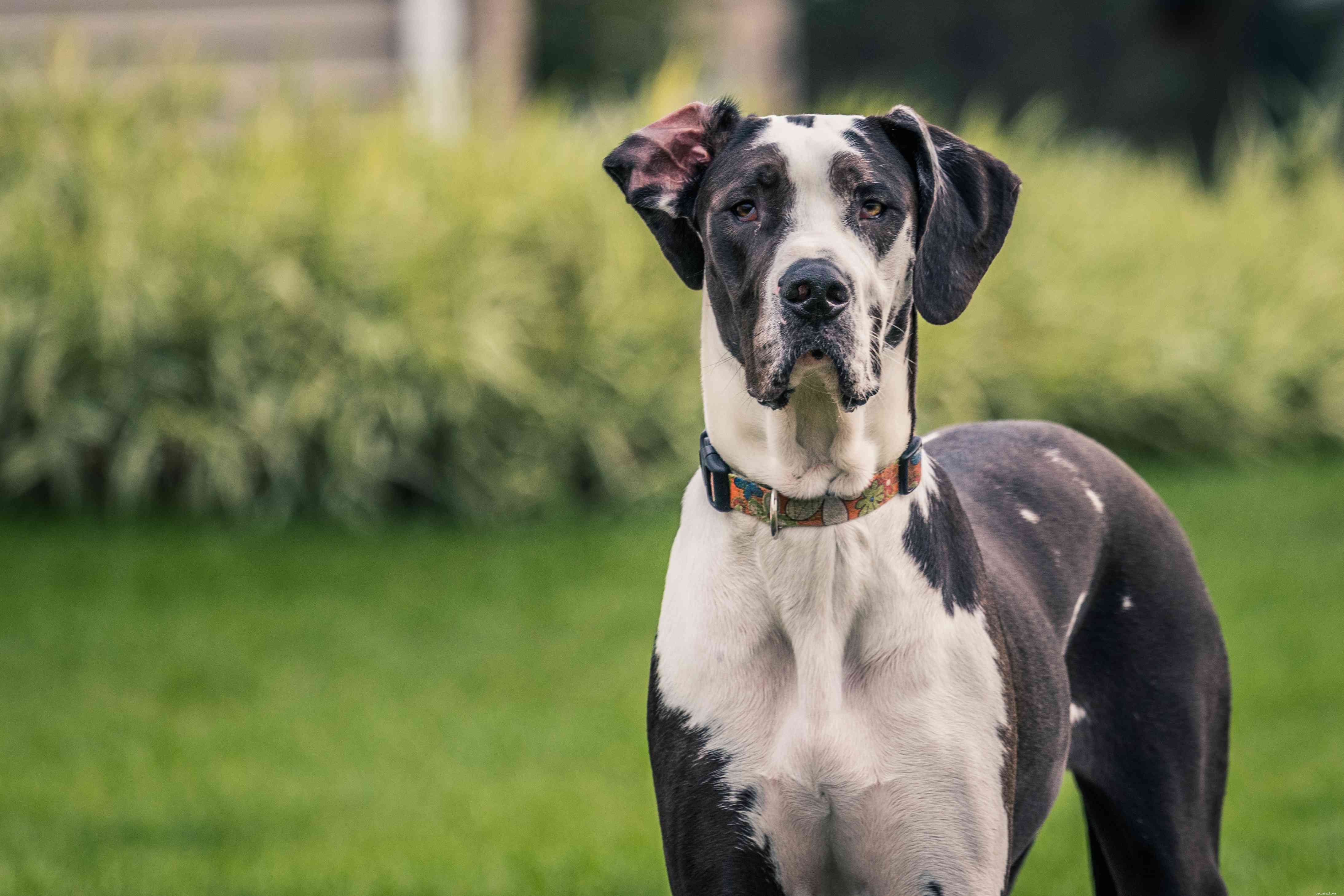 15 Quiet Dog Breeds That Bark Least – Find the Perfect Silent Companion