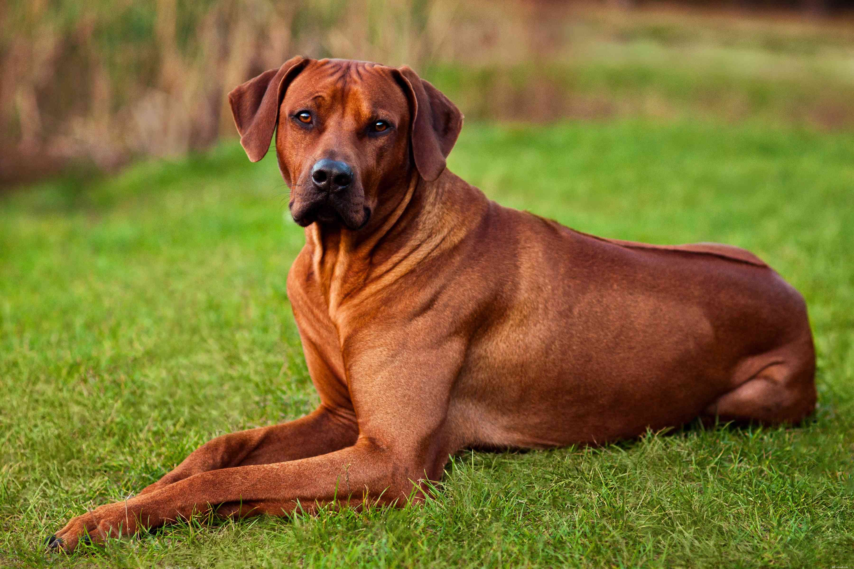 15 Quiet Dog Breeds That Bark Least – Find the Perfect Silent Companion