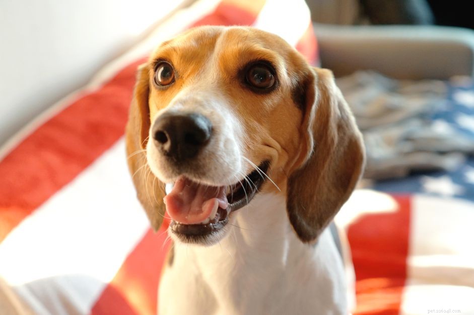 2024 s Most Popular Dog Breeds: Choose the Right Companion for Your Family