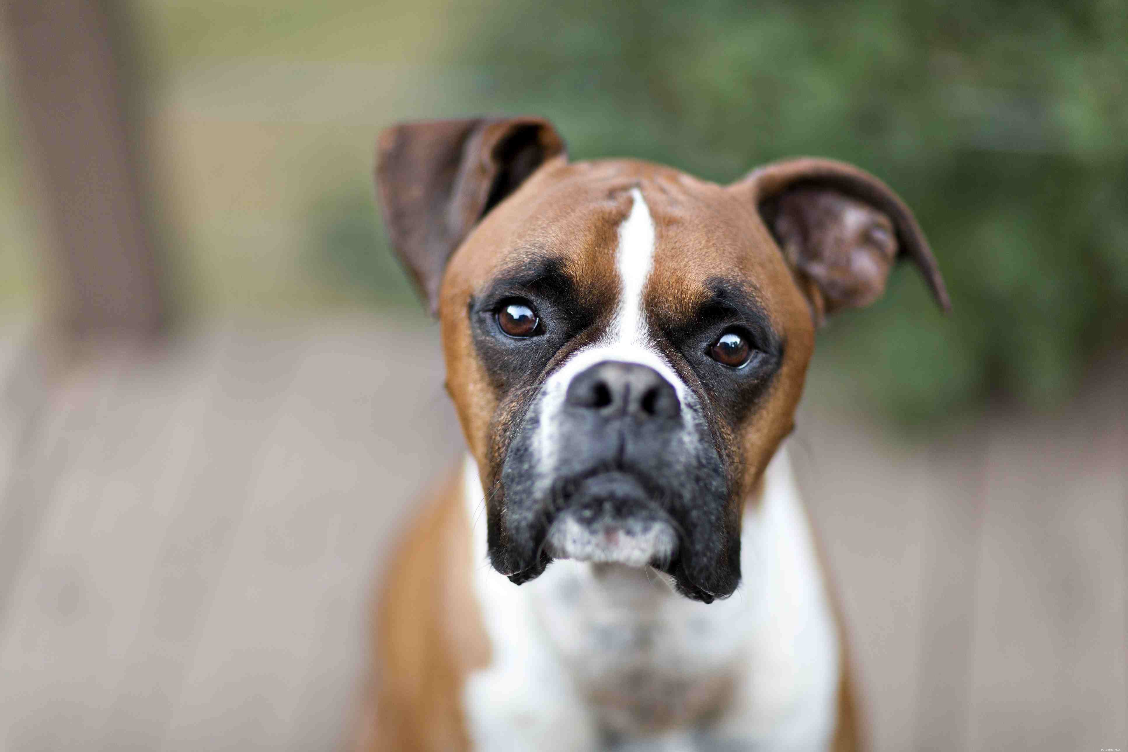 2024 s Most Popular Dog Breeds: Choose the Right Companion for Your Family