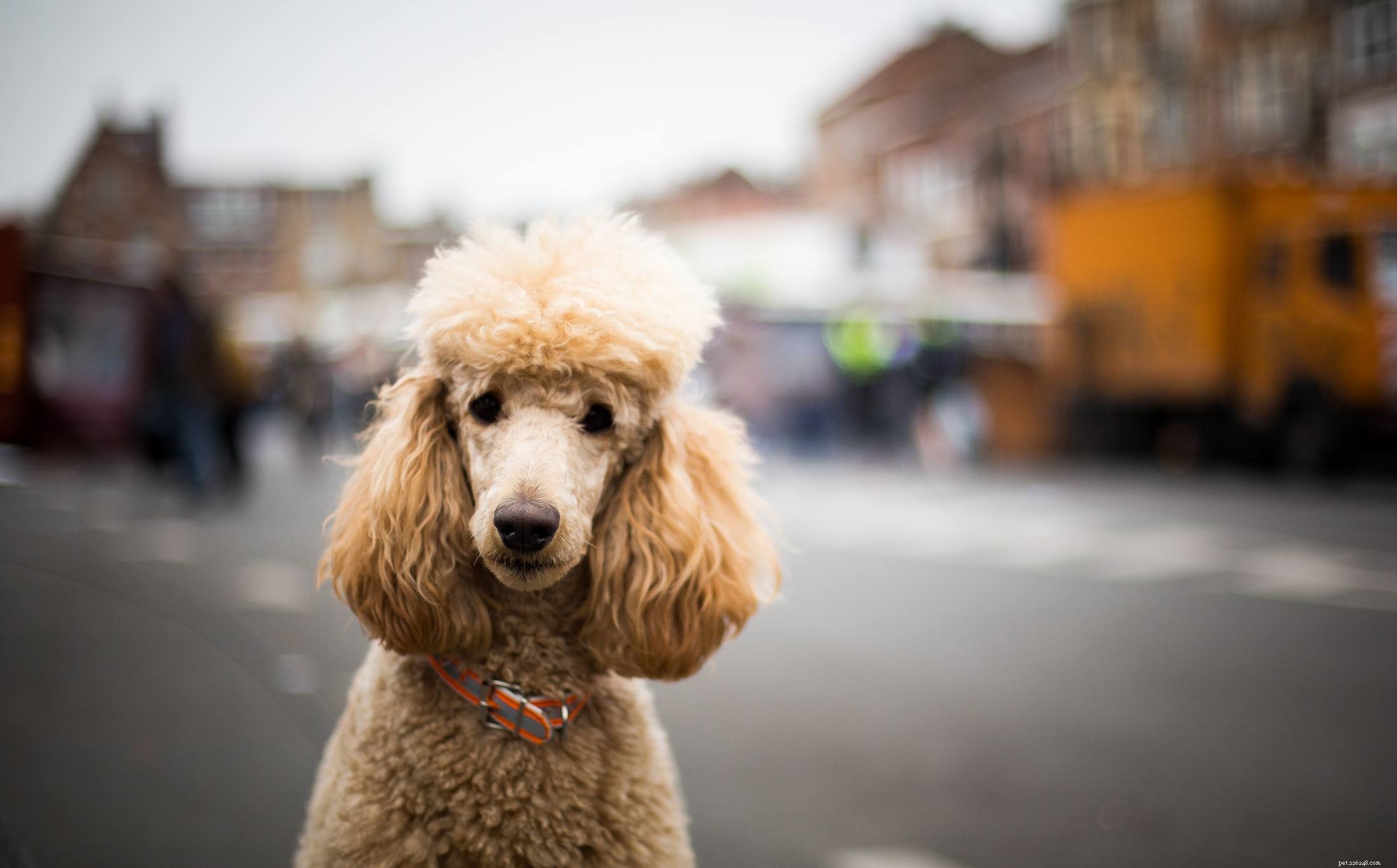 2024 s Most Popular Dog Breeds: Choose the Right Companion for Your Family