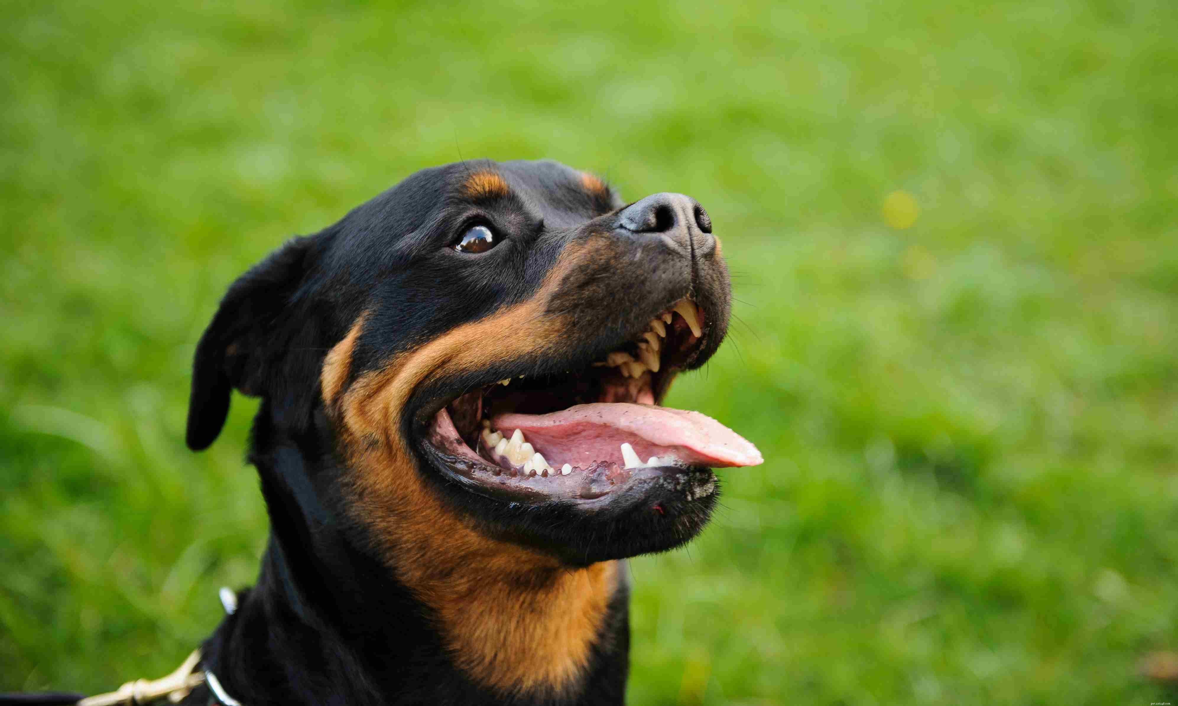 2024 s Most Popular Dog Breeds: Choose the Right Companion for Your Family