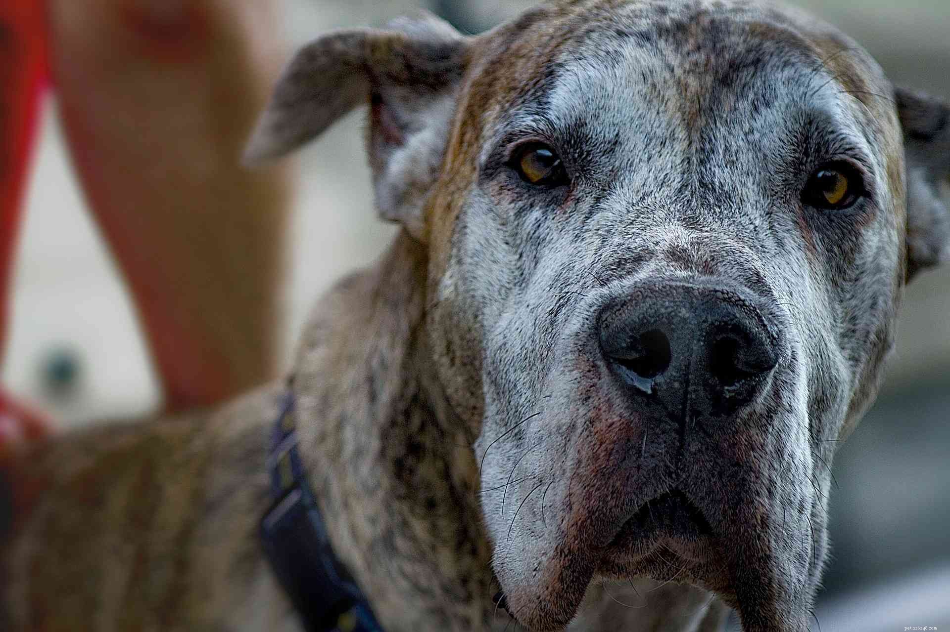What Causes Certain Pets to Be Adopted Last: Key Factors Explained