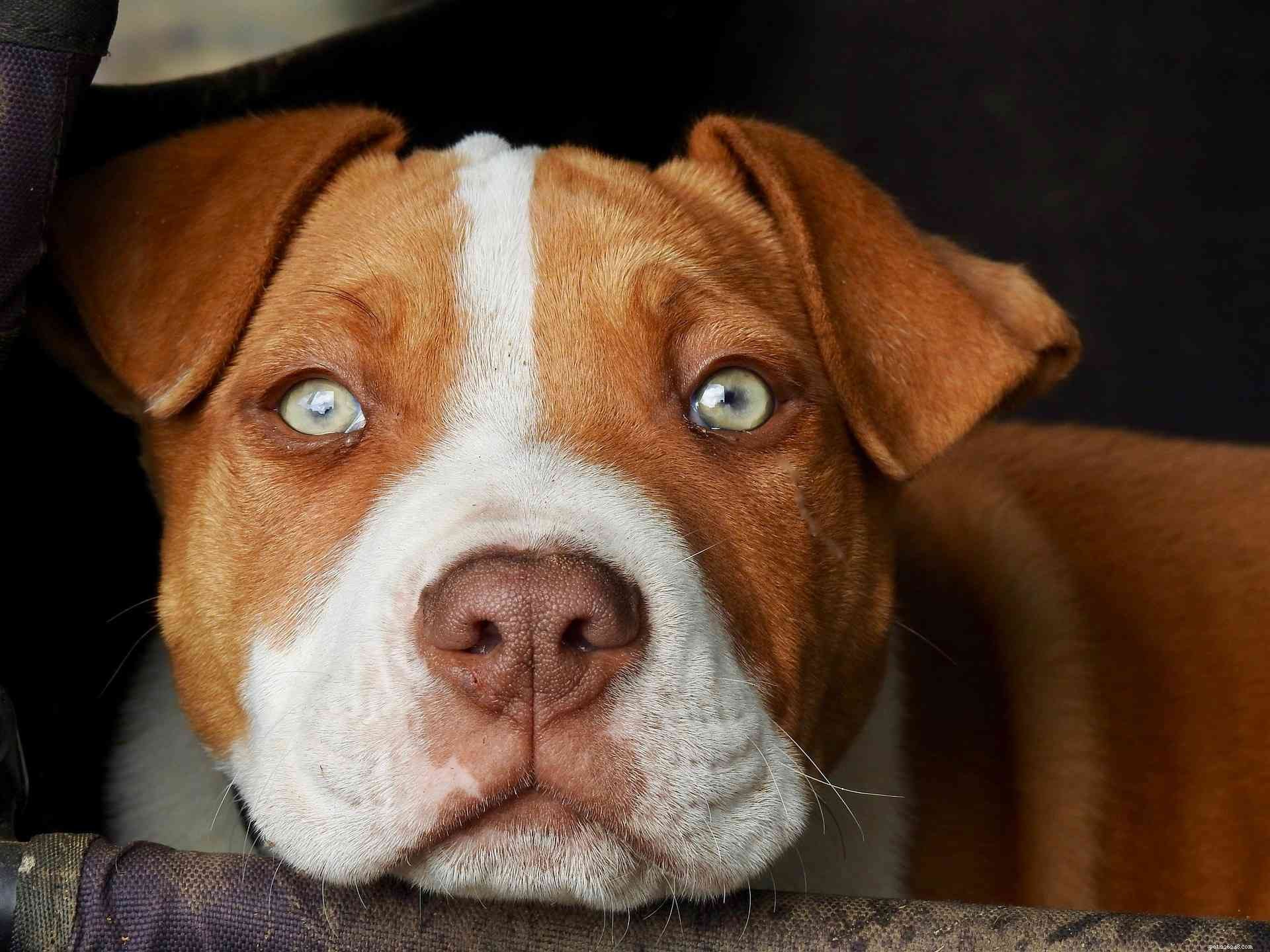 What Causes Certain Pets to Be Adopted Last: Key Factors Explained