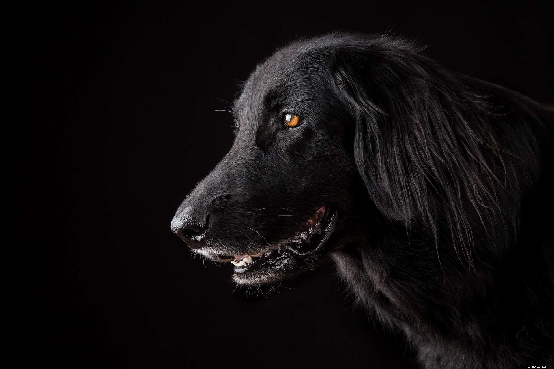 What Causes Certain Pets to Be Adopted Last: Key Factors Explained