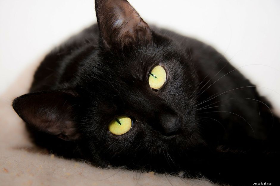 What Causes Certain Pets to Be Adopted Last: Key Factors Explained