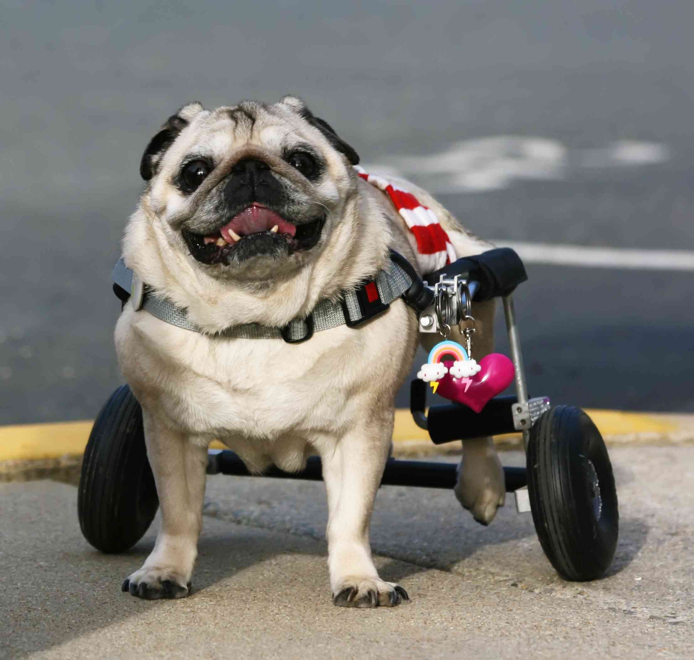 What Causes Certain Pets to Be Adopted Last: Key Factors Explained