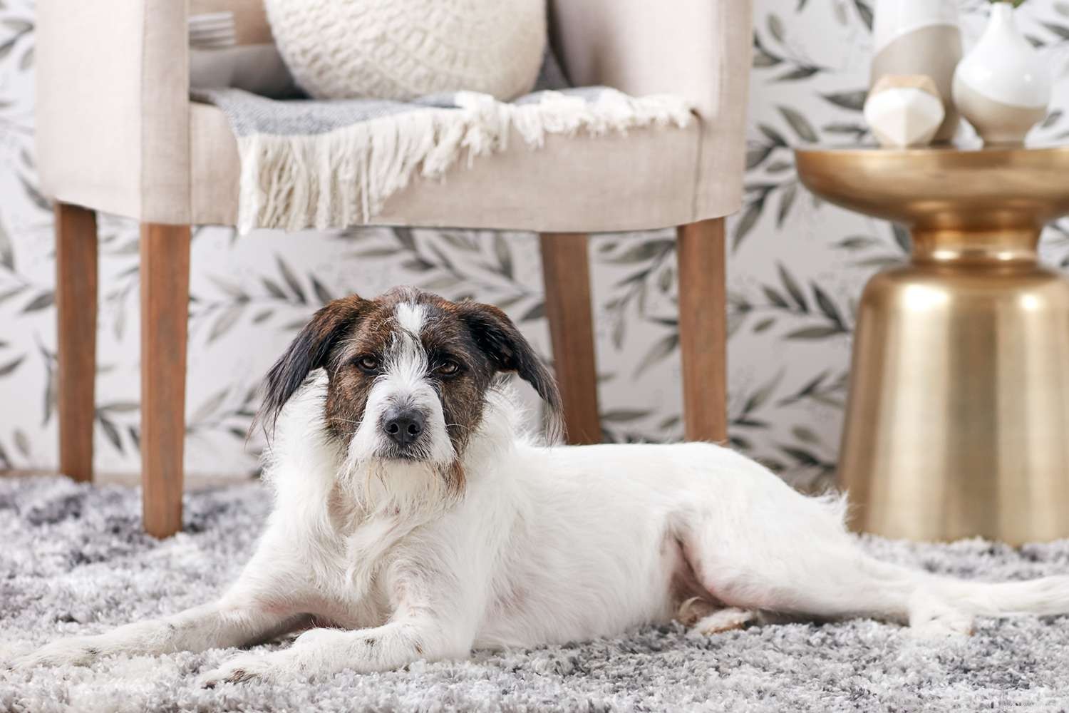What Causes Certain Pets to Be Adopted Last: Key Factors Explained