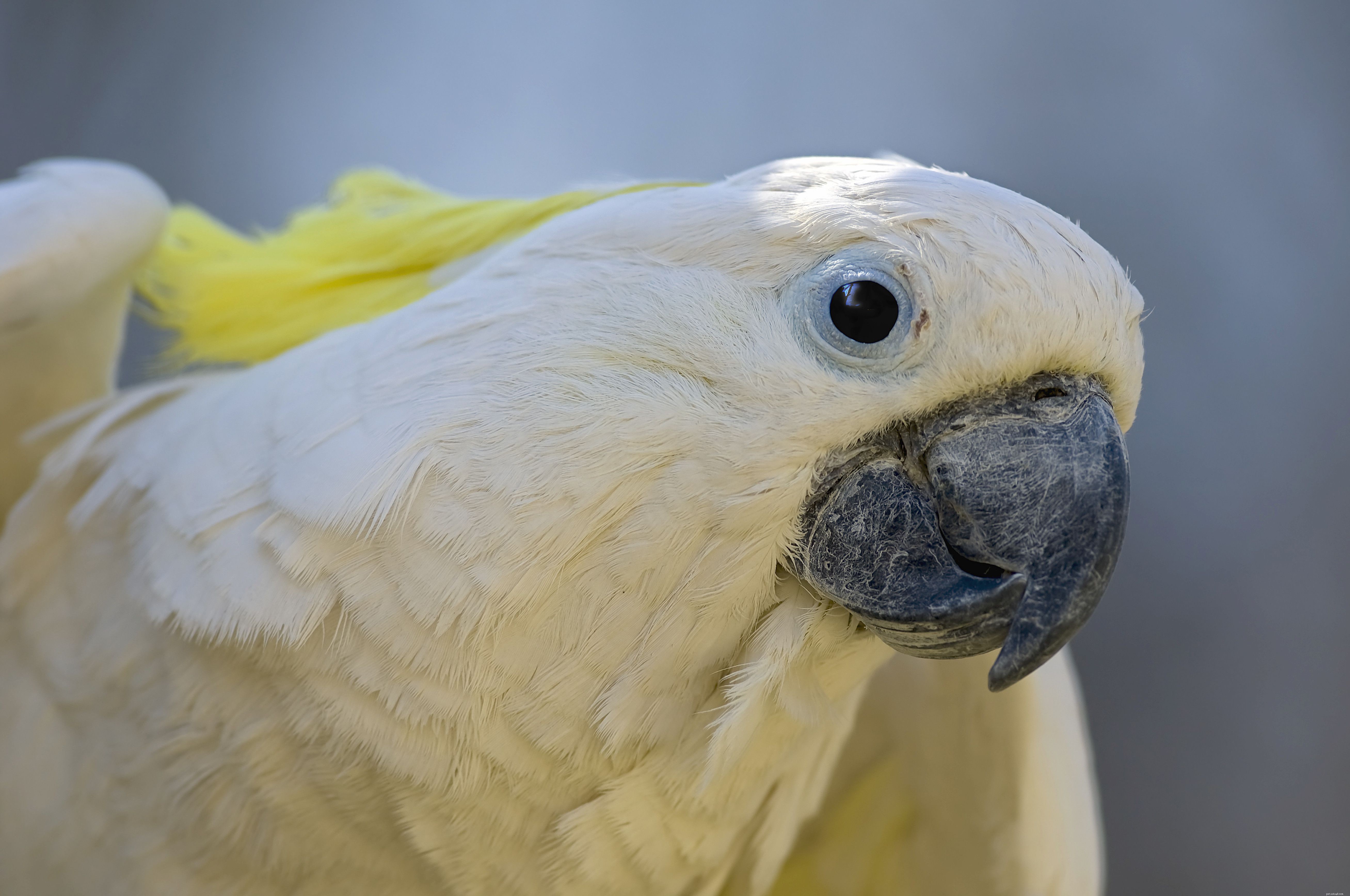 Bird Beak Health: How to Detect and Treat Common Problems for Pet Parrots
