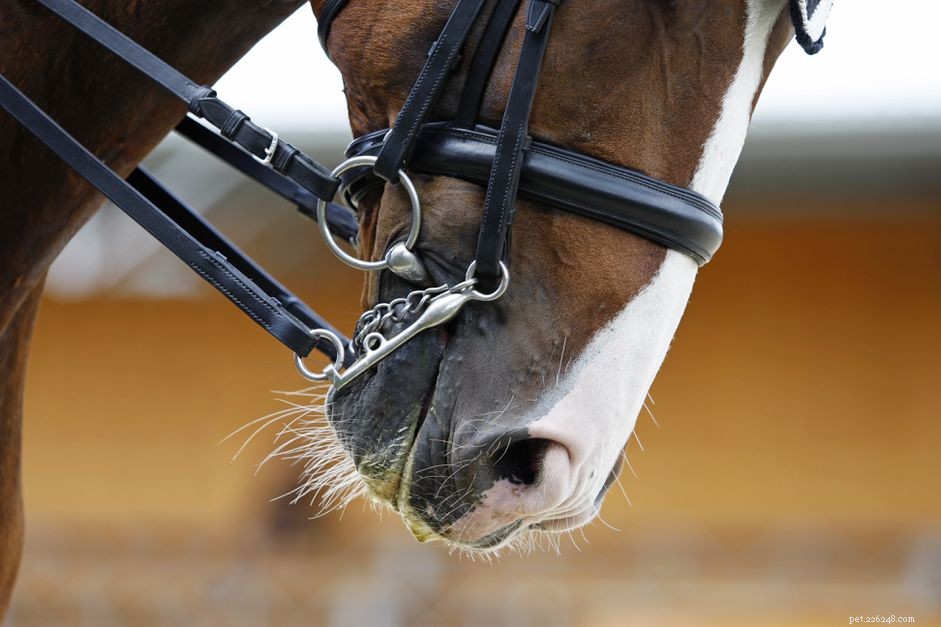 Curb Bits: The Key to Smooth, Controlled Horse Riding