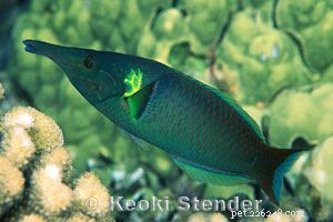 Guide to Saltwater Wrasses: Care, Colors, and Compatibility