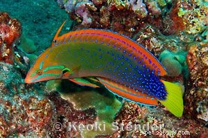 Guide to Saltwater Wrasses: Care, Colors, and Compatibility