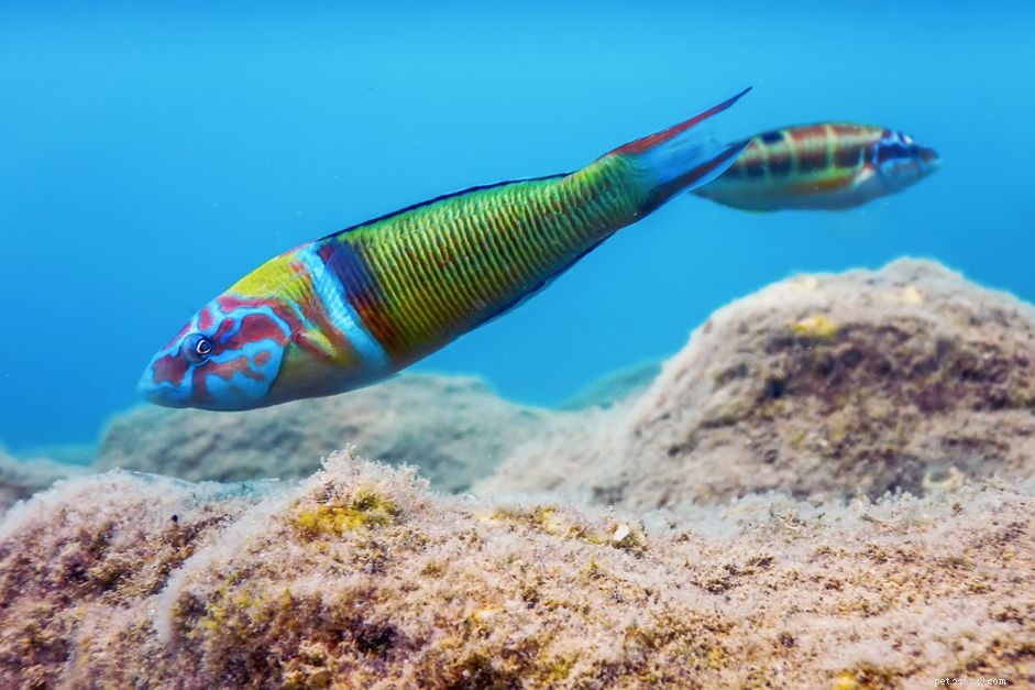 Guide to Saltwater Wrasses: Care, Colors, and Compatibility