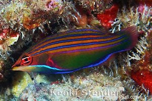 Guide to Saltwater Wrasses: Care, Colors, and Compatibility