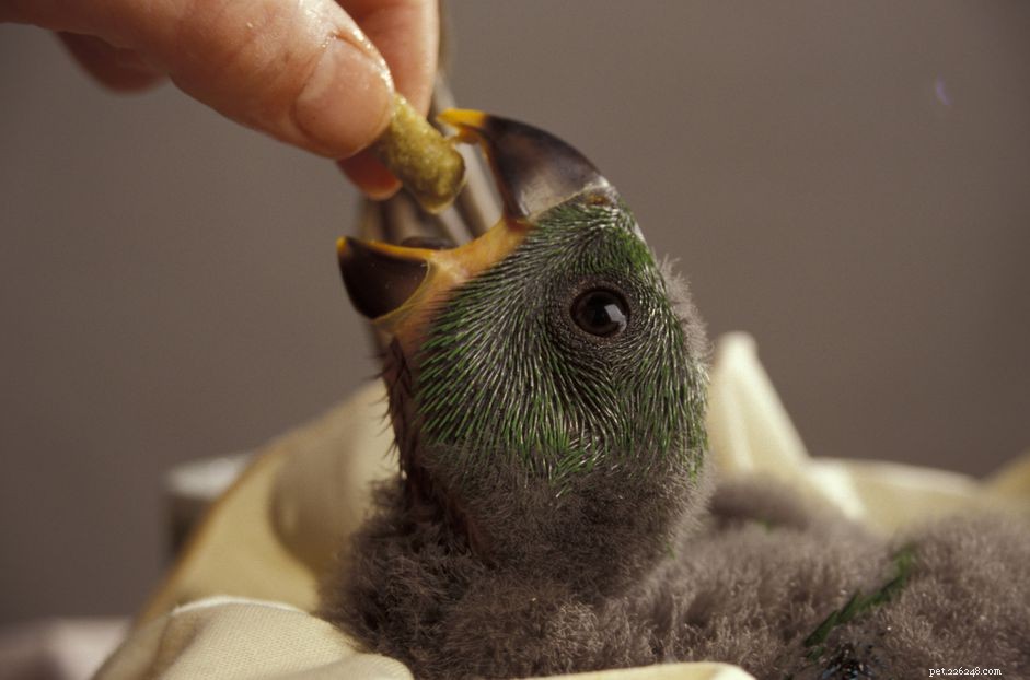 How to Successfully Introduce New Foods to Picky Pet Birds