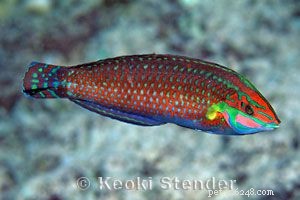 Guide to Saltwater Wrasses: Care, Colors, and Compatibility