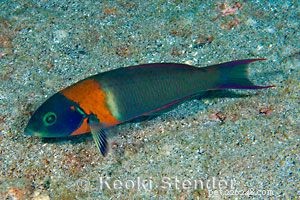Guide to Saltwater Wrasses: Care, Colors, and Compatibility