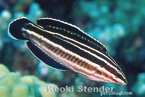 Guide to Saltwater Wrasses: Care, Colors, and Compatibility