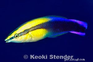 Guide to Saltwater Wrasses: Care, Colors, and Compatibility