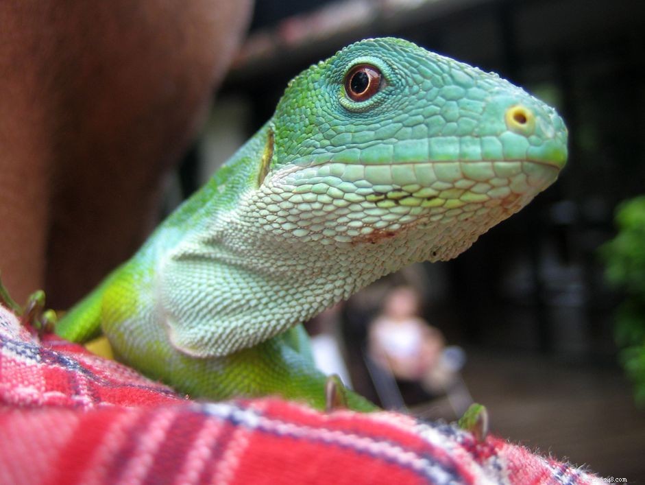 Step‑by‑Step Guide: Safely Trimming Your Iguana’s Nails