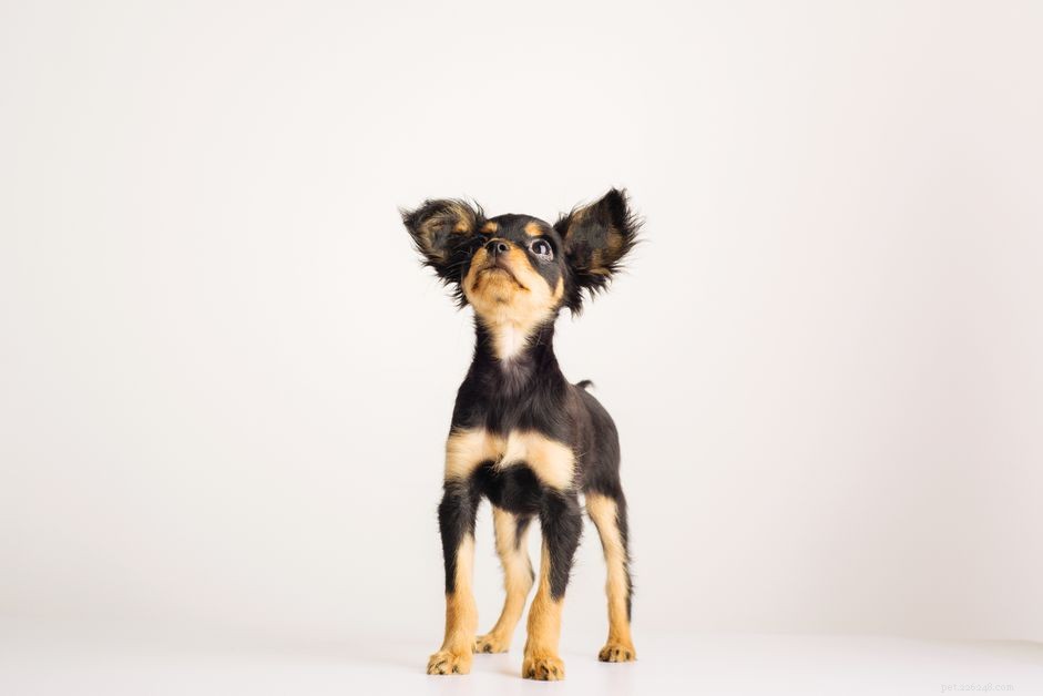 Russian Toy Dog: Breed Profile, History, and Care Tips