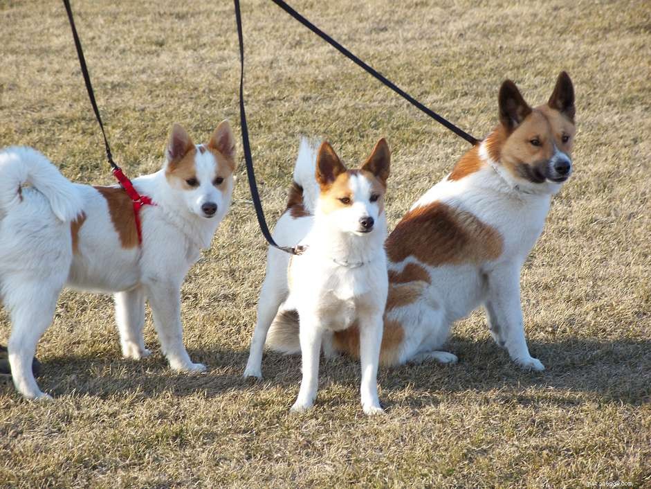 Norrbottenspets Dog Breed: Traits, Health, Care & Adoption Guide